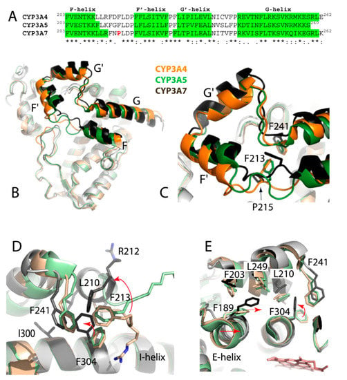 Ijms Free Full Text Structural Basis For The Diminished Ligand Binding And Catalytic Ability