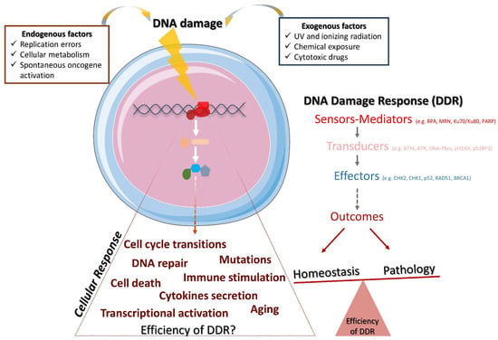 Ijms Free Full Text Dna Damage Response In The Adaptive Arm Of The