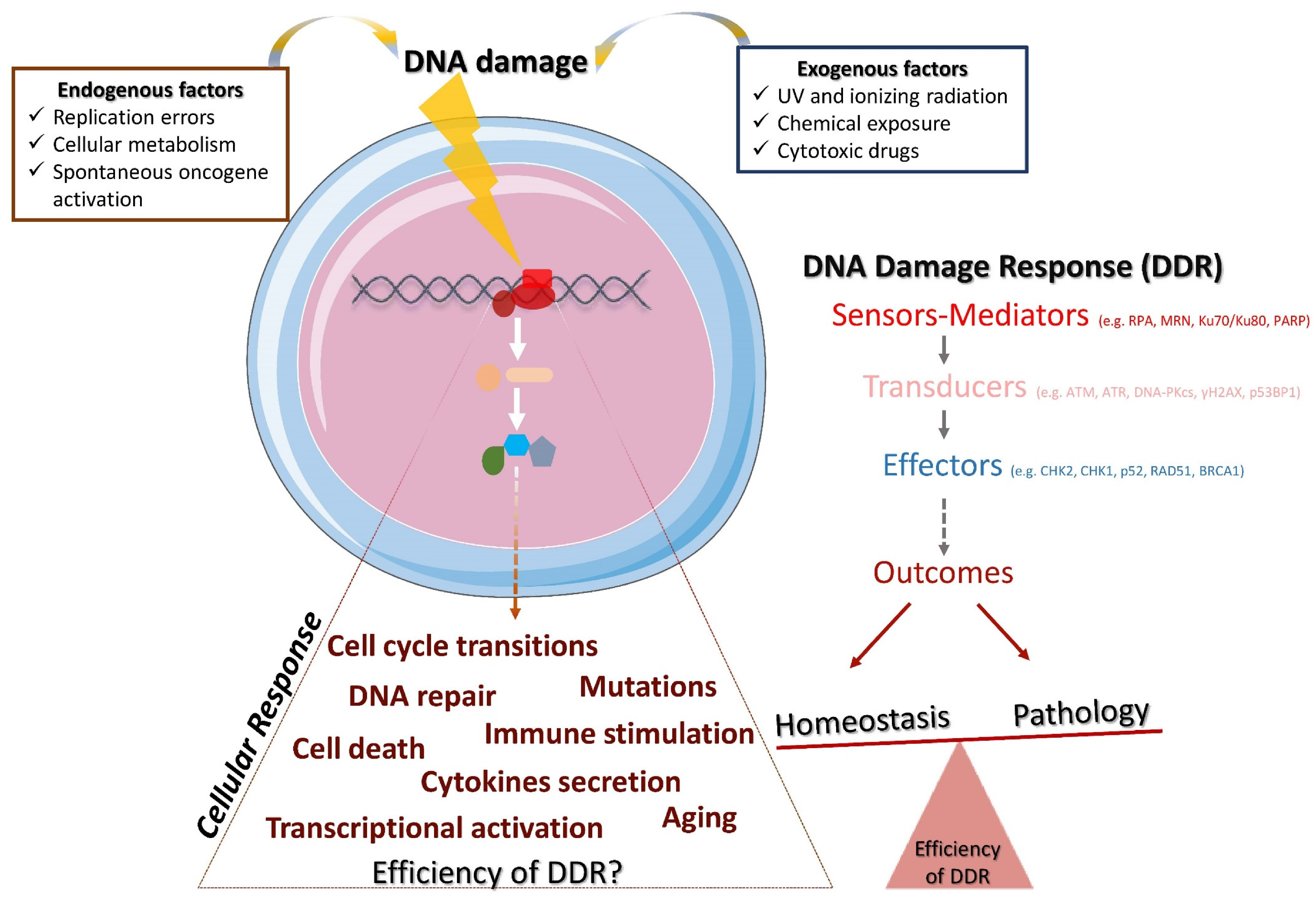 Ijms Free Full Text Dna Damage Response In The Adaptive Arm Of The Immune System