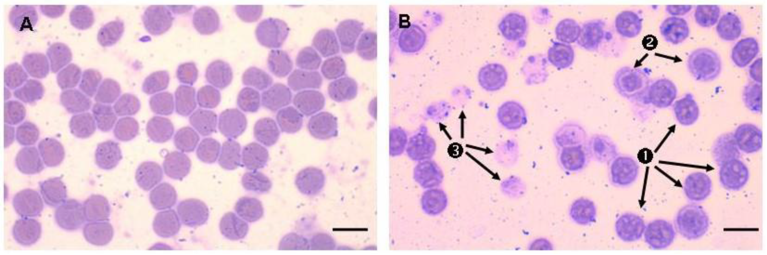 Figure 3 From Lysed Erythrocyte Membranes Promote Vascular