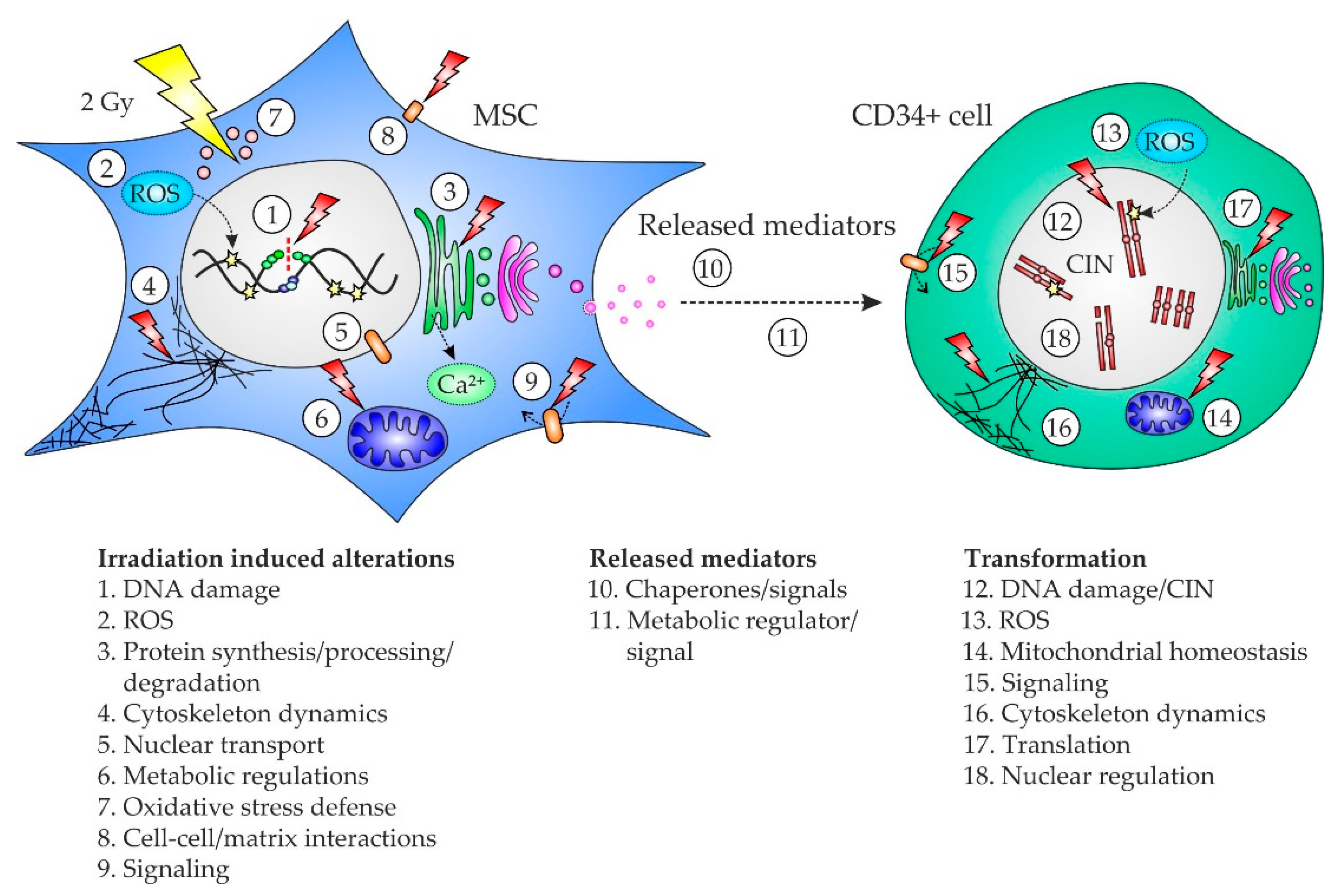 Ijms 22 05844 g004 Ijms 22 05844 g004