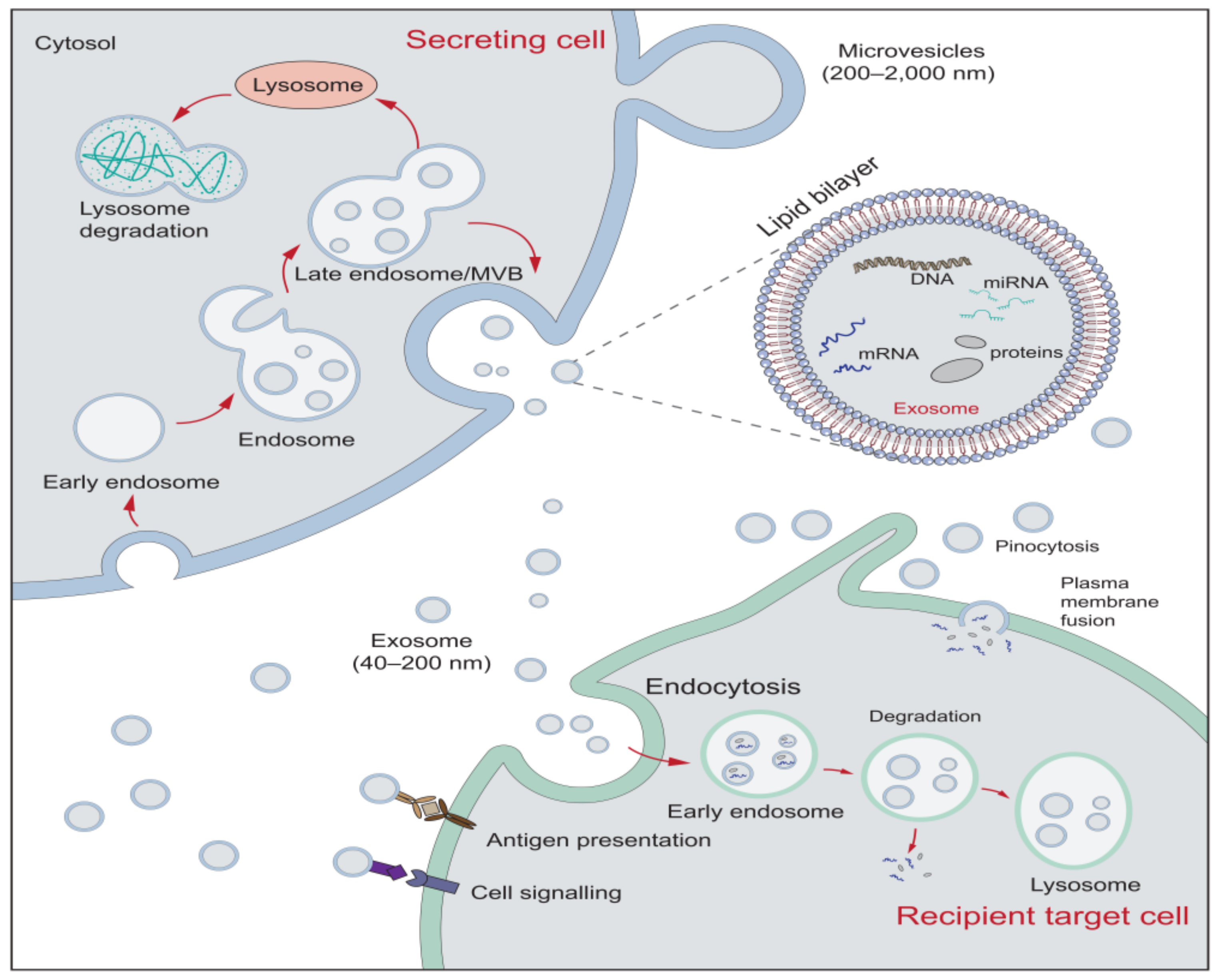 Ijms 22 05846 g001 Ijms 22 05846 g001