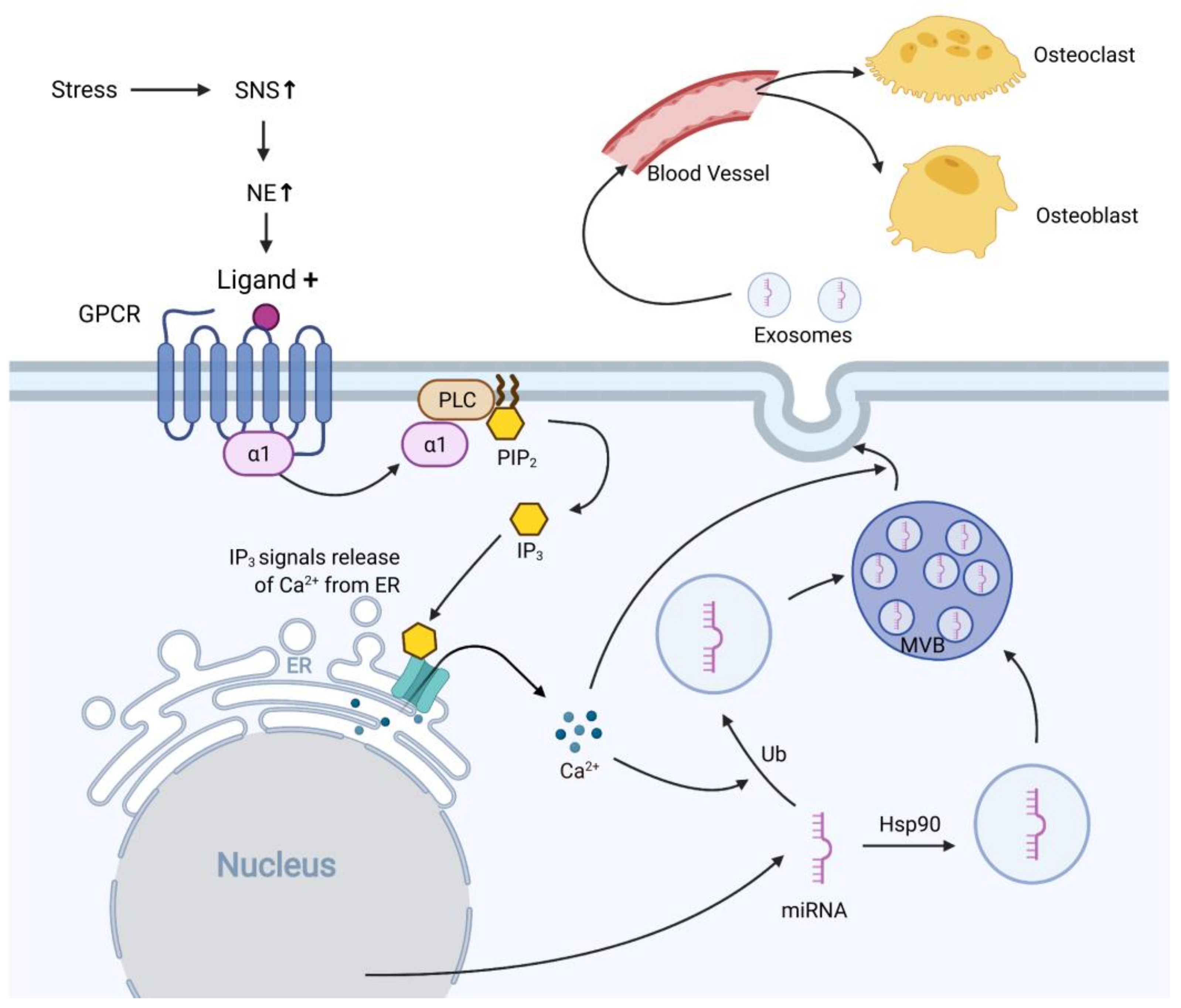 Ijms 22 05846 g002 Ijms 22 05846 g002
