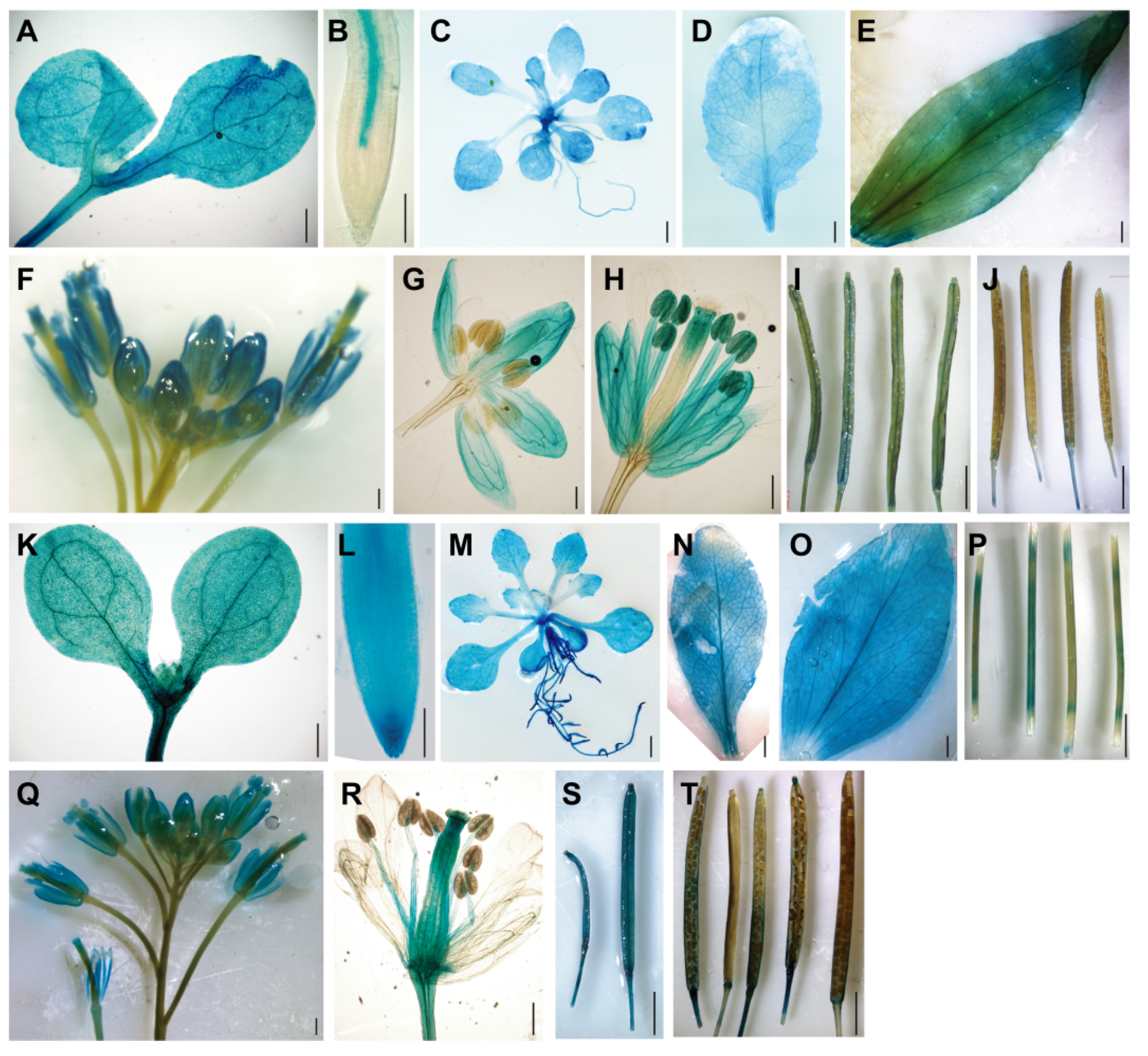 Ijms 22 05856 g001 Ijms 22 05856 g001