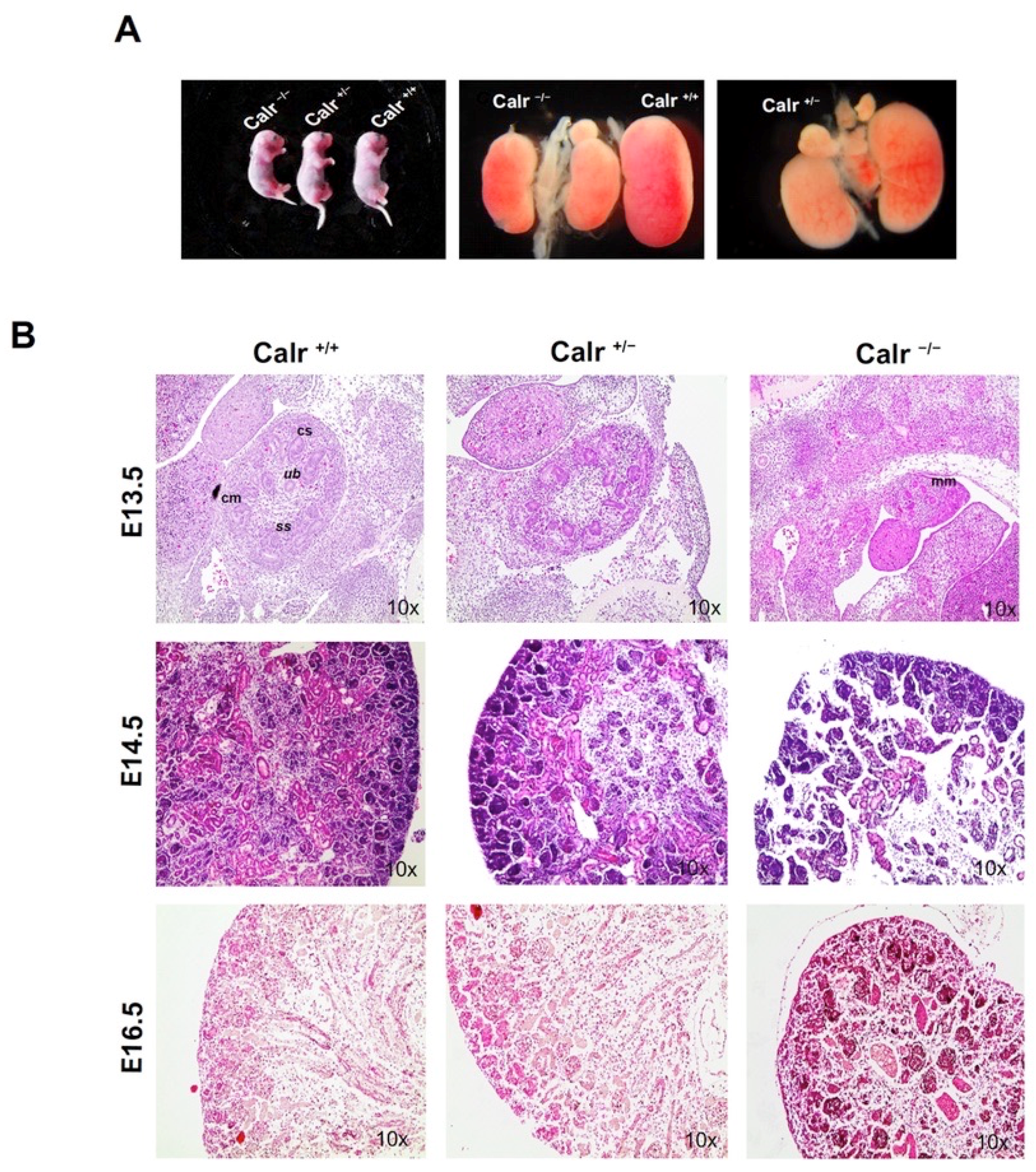 Ijms 22 05858 g001 Ijms 22 05858 g001