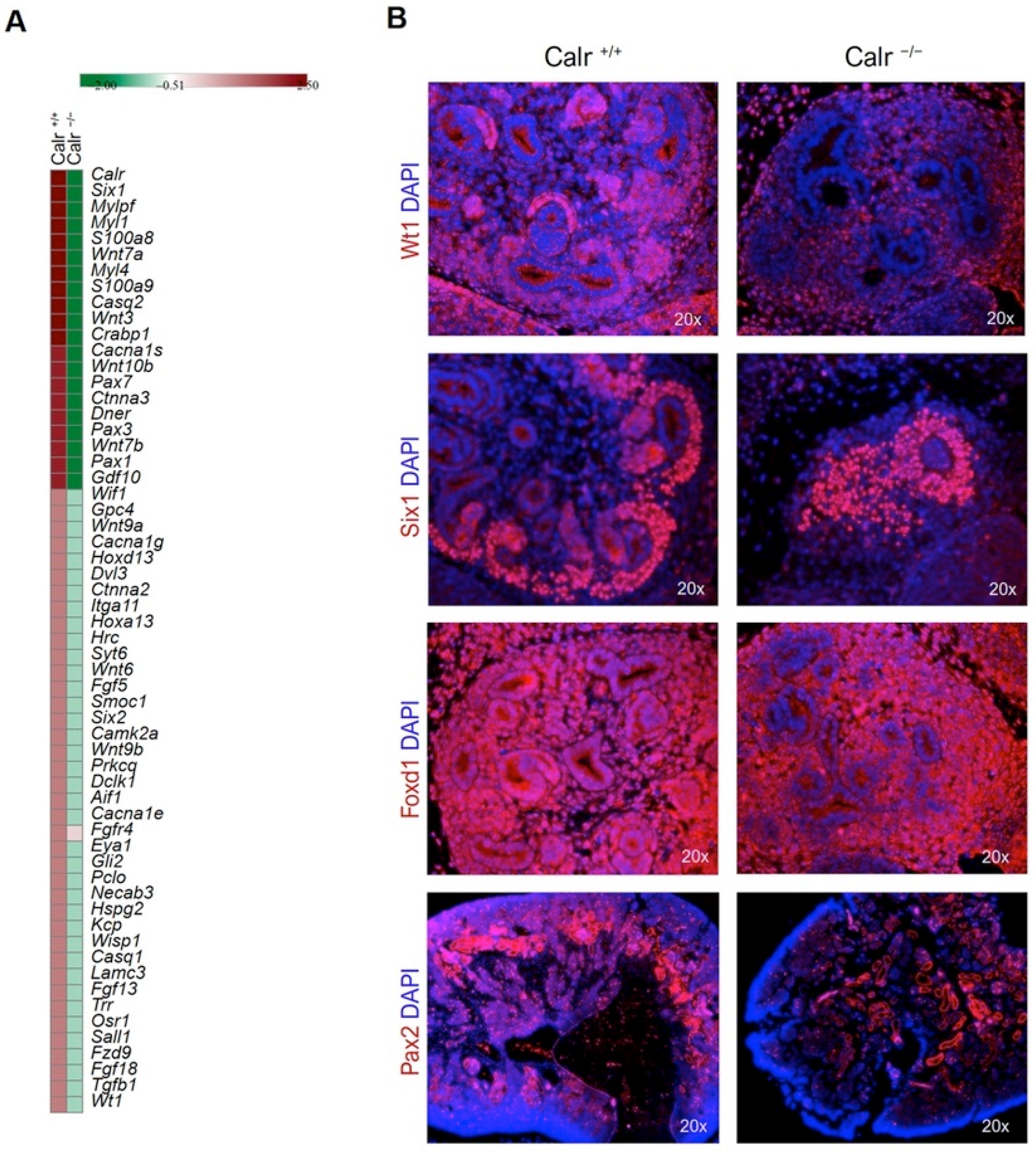 Ijms 22 05858 g004 Ijms 22 05858 g004