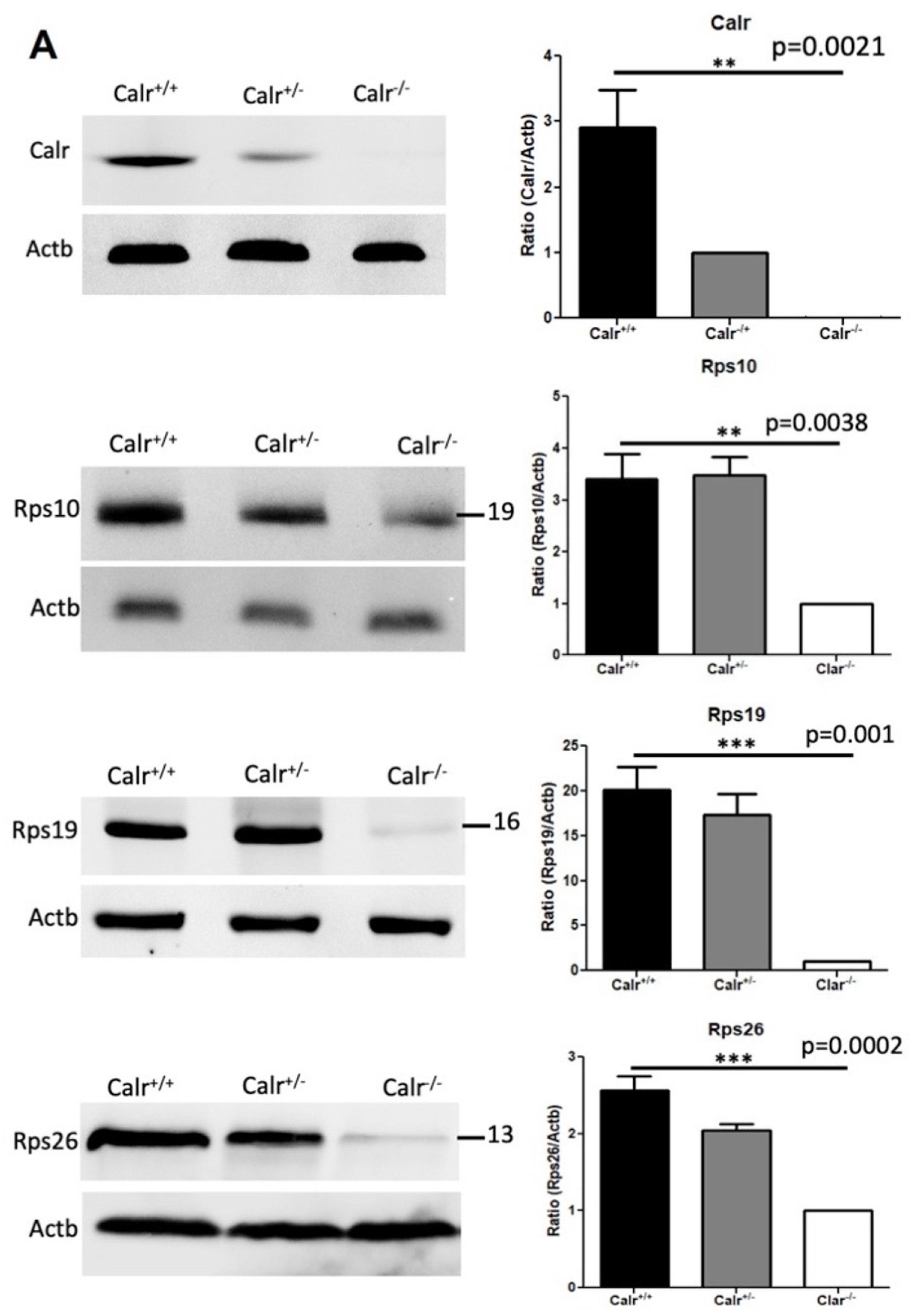 Ijms 22 05858 g007a Ijms 22 05858 g007a