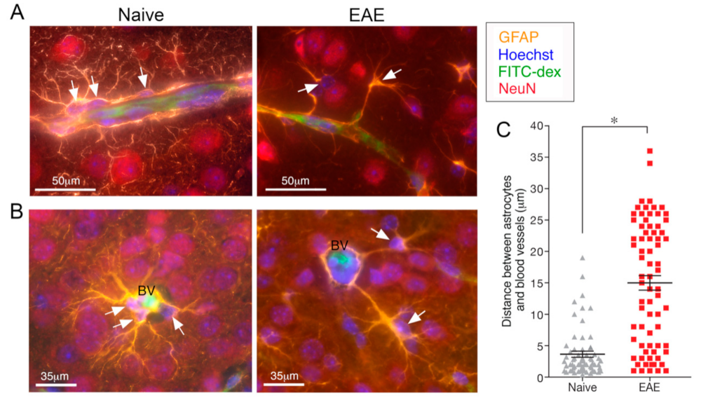 Ijms 22 05904 g003 Ijms 22 05904 g003