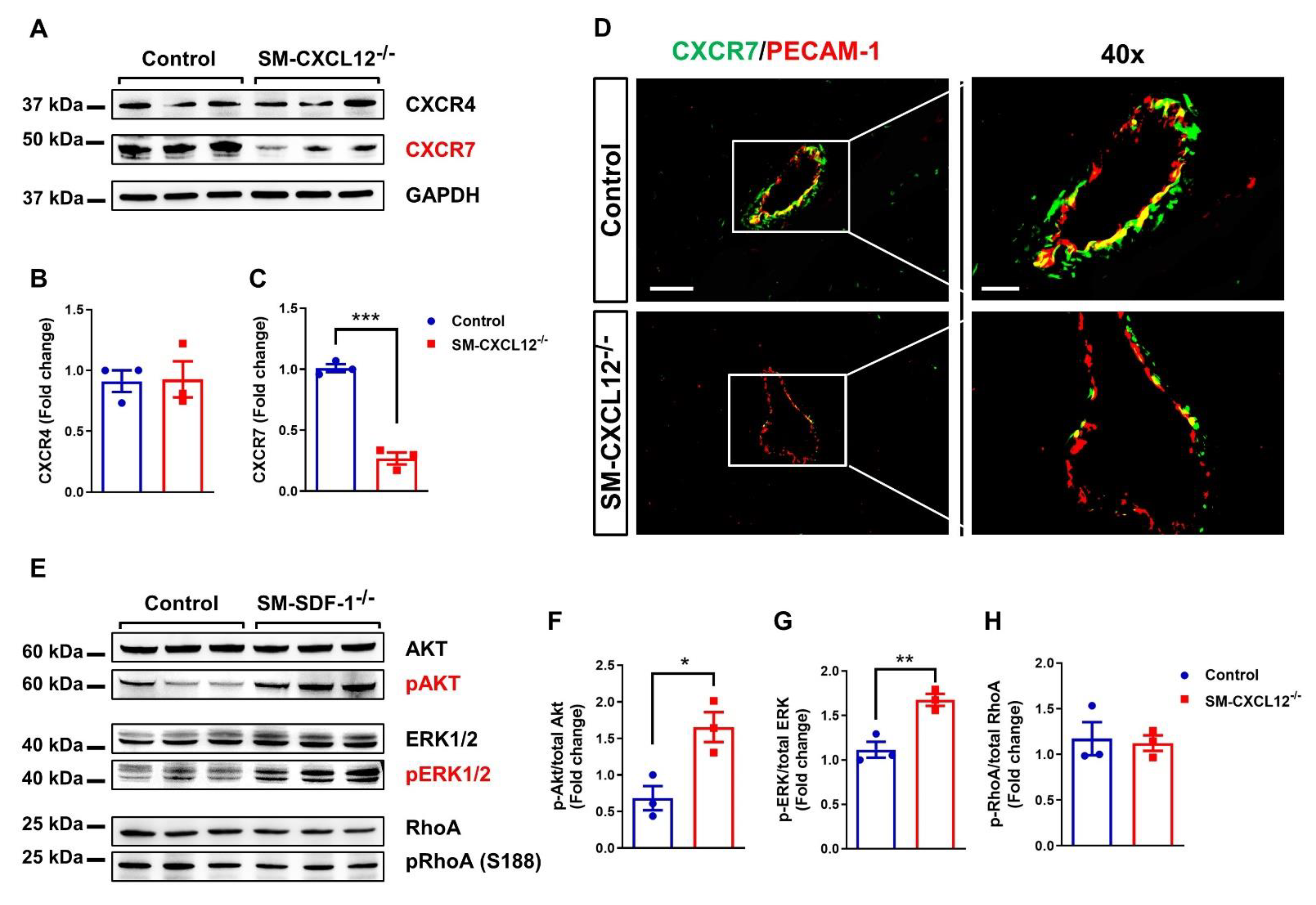 Ijms 22 05908 g007 Ijms 22 05908 g007