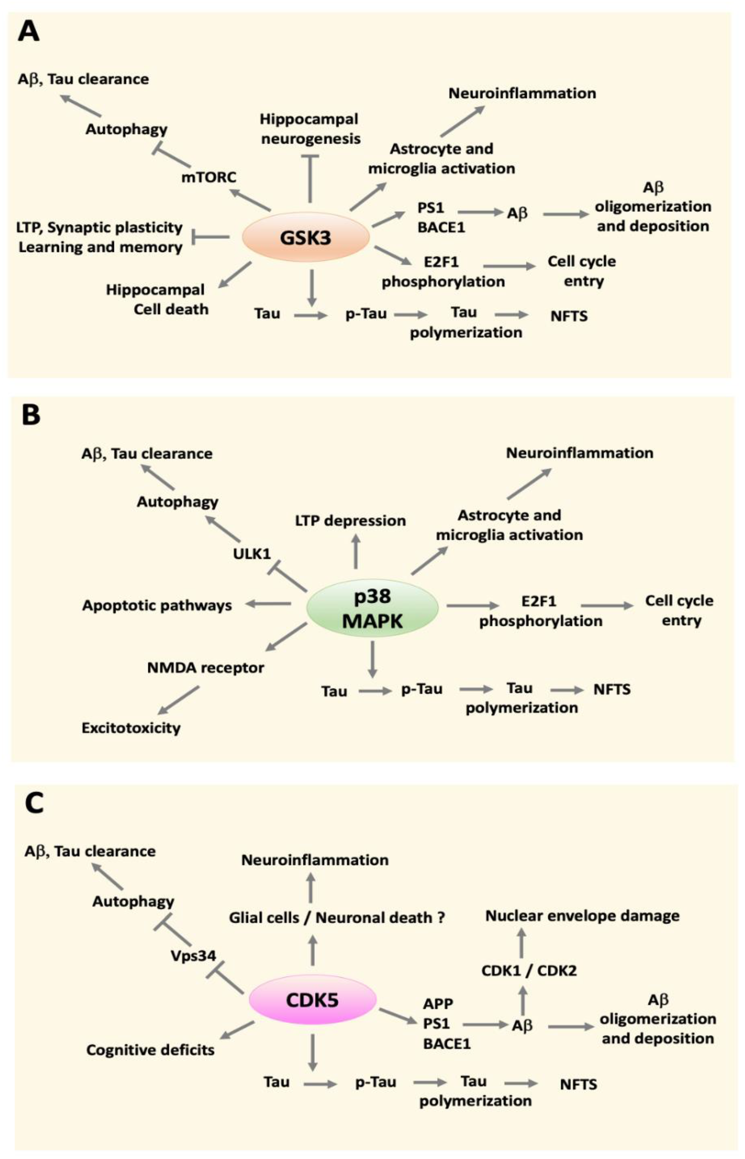 IJMS | Free Full-Text | When Good Kinases Go Rogue: GSK3, p38 MAPK and CDKs  as Therapeutic Targets for Alzheimer's and Huntington's Disease | HTML