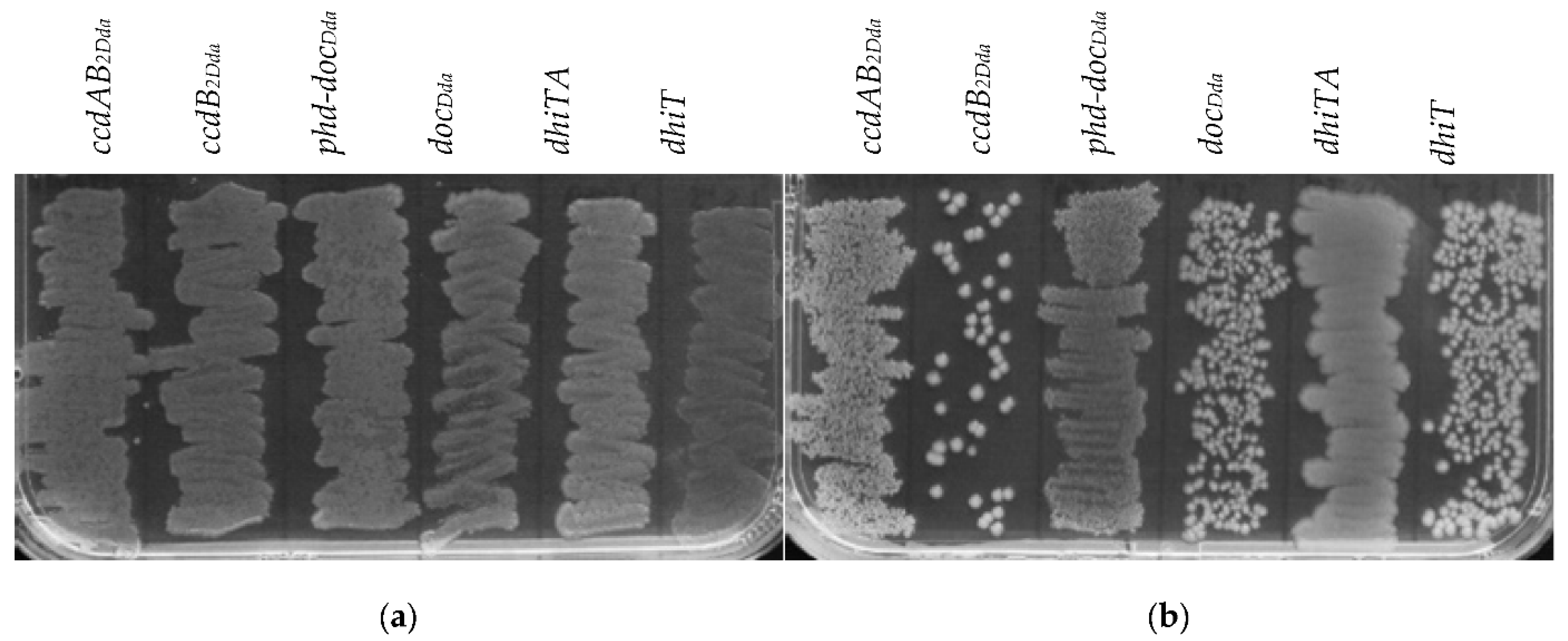 Ijms 22 05932 g005 Ijms 22 05932 g005