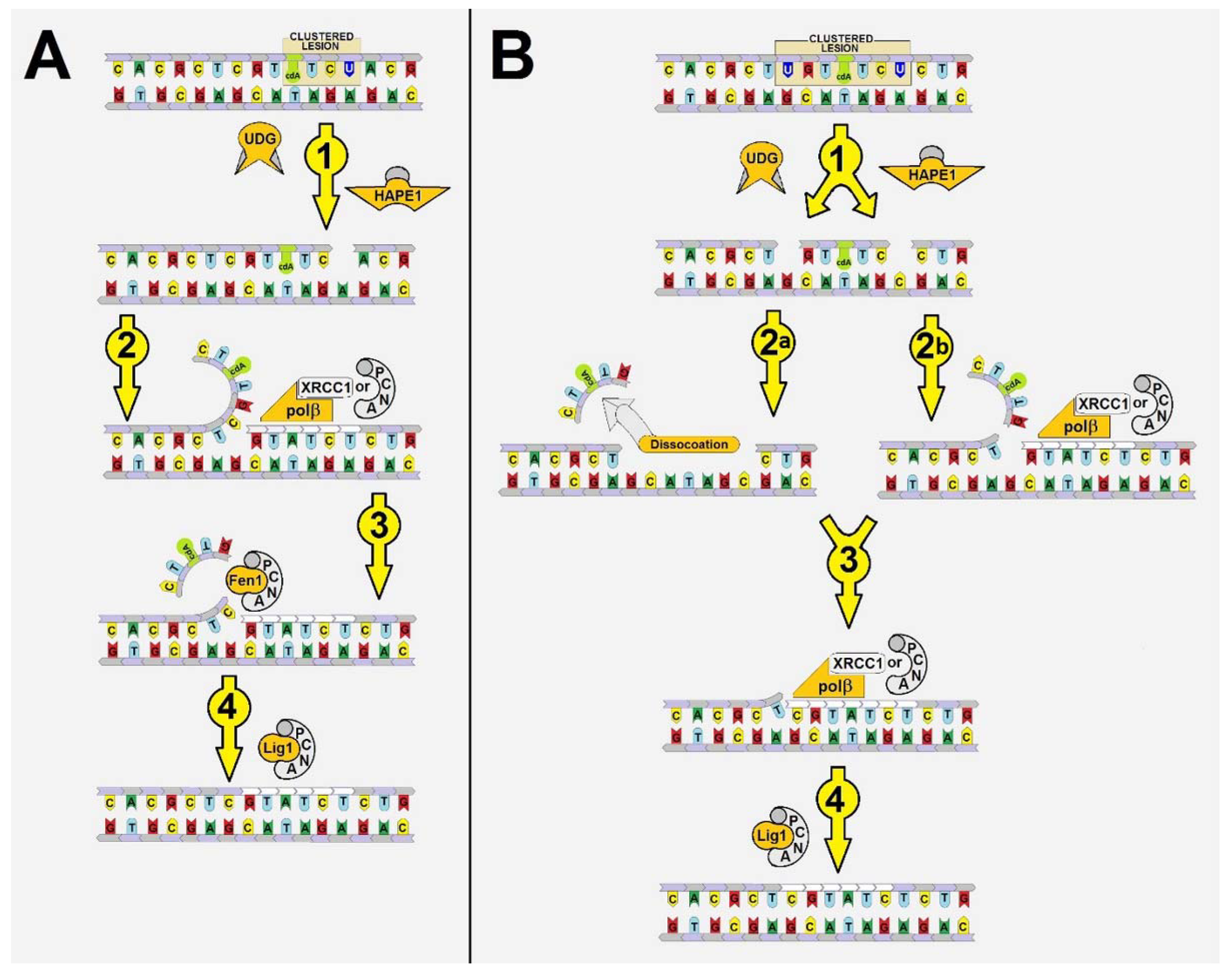 Ijms 22 05934 g001 Ijms 22 05934 g001