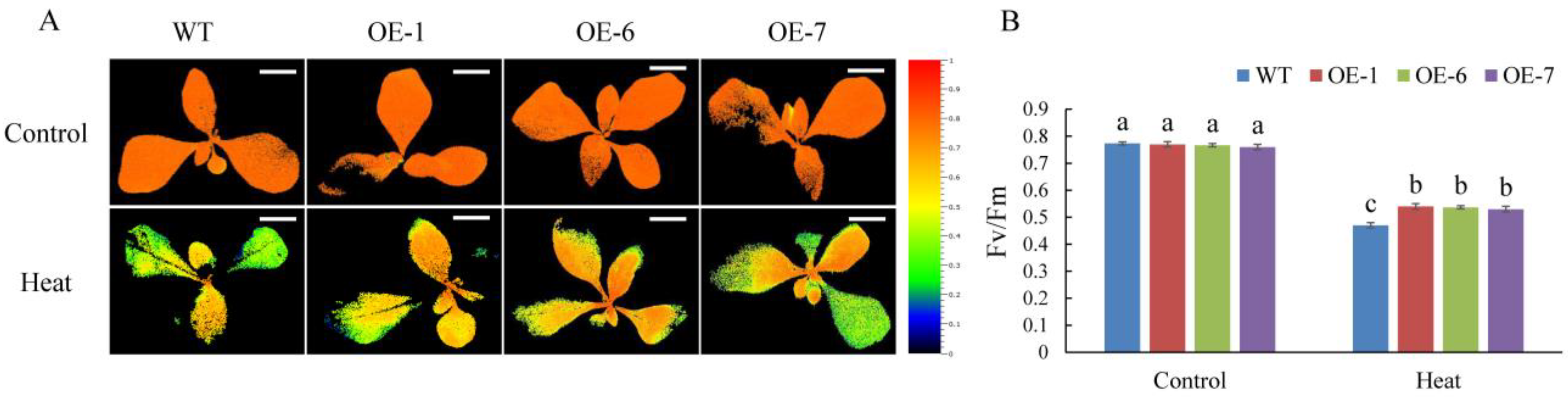 Ijms 22 05942 g008 Ijms 22 05942 g008