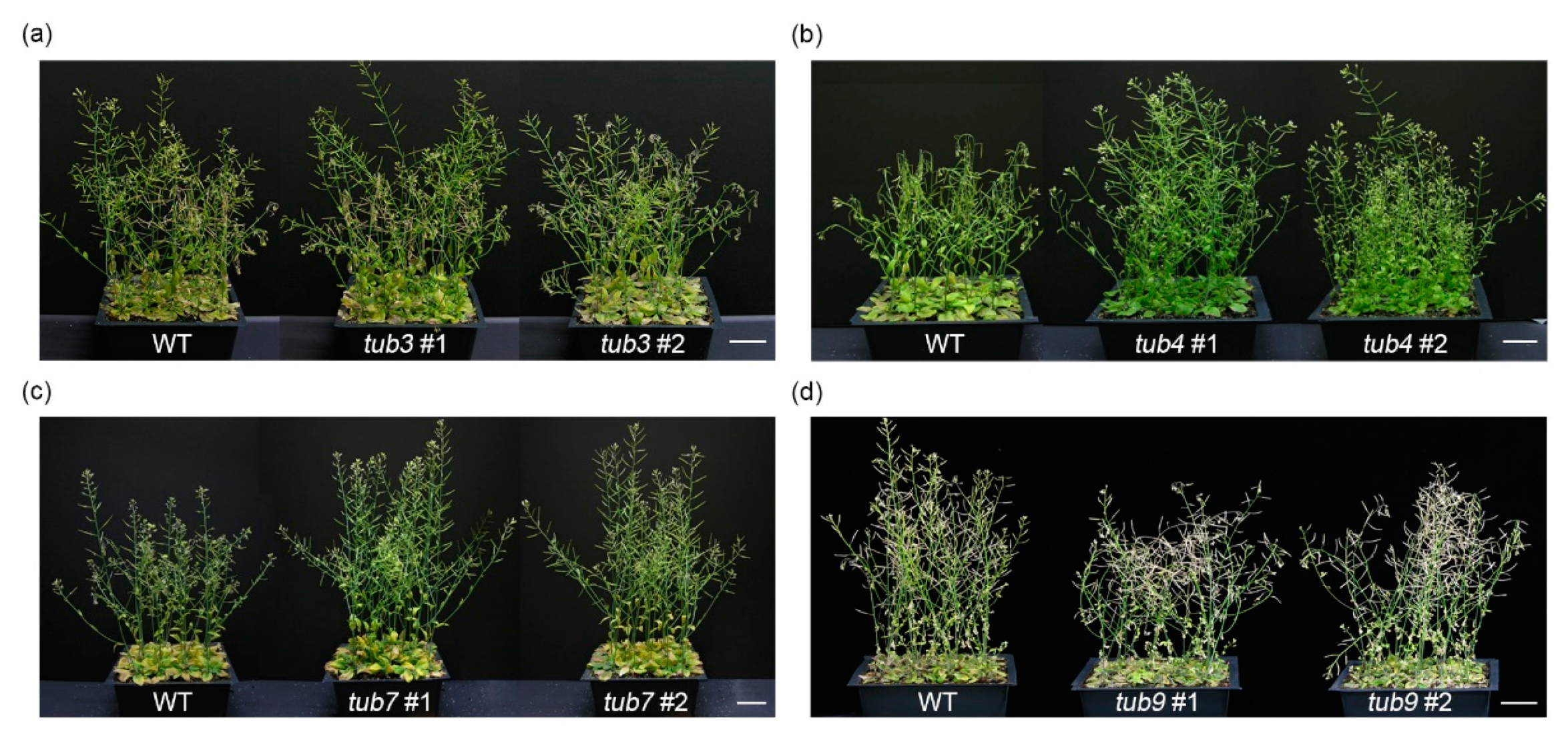 Ijms 22 05957 g006 Ijms 22 05957 g006