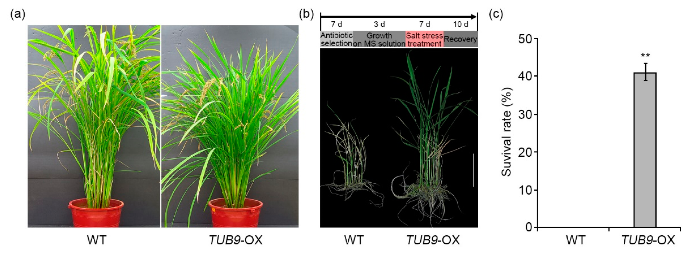 Ijms 22 05957 g007 Ijms 22 05957 g007