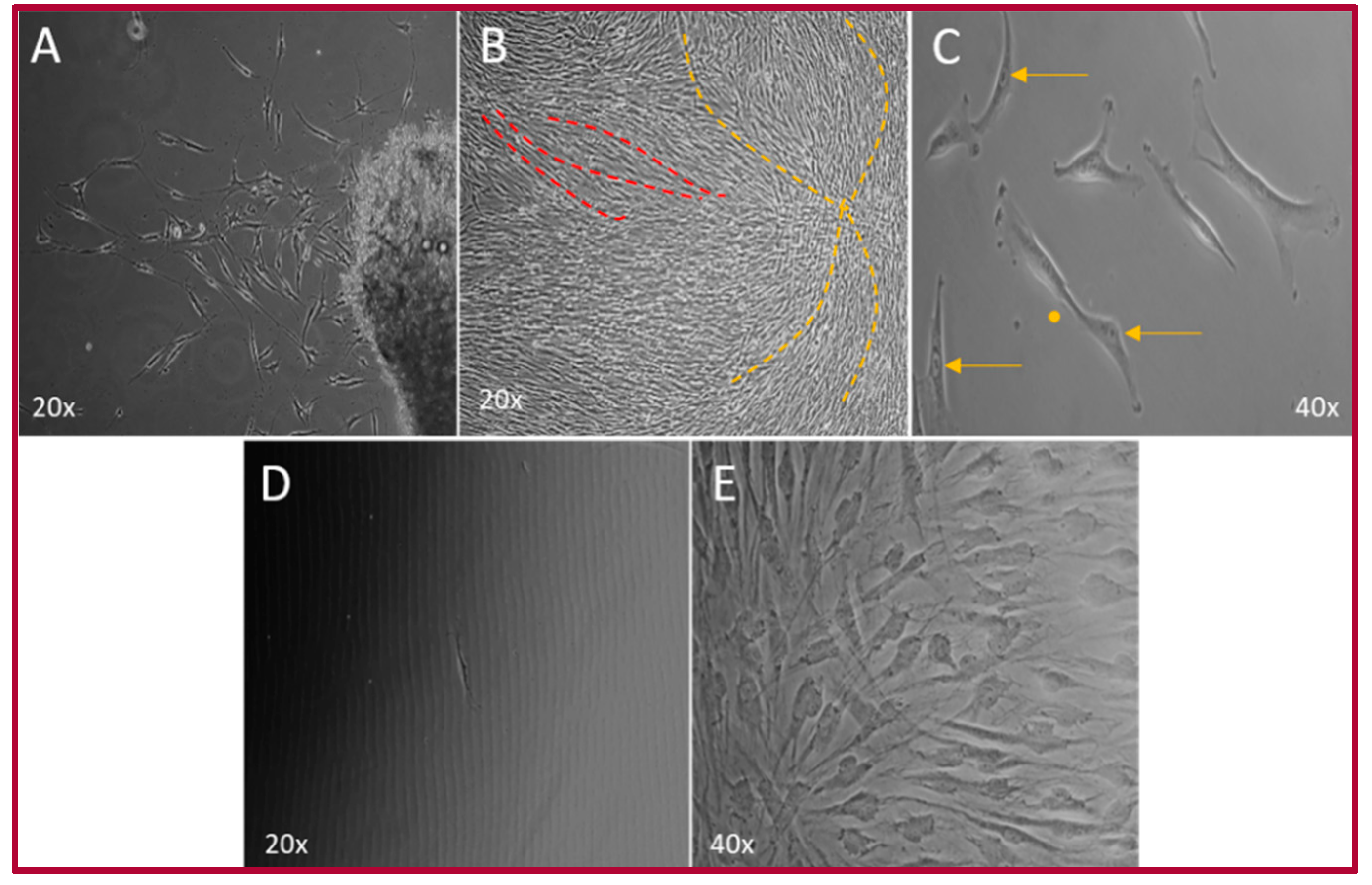 Ijms 22 05976 g001 Ijms 22 05976 g001