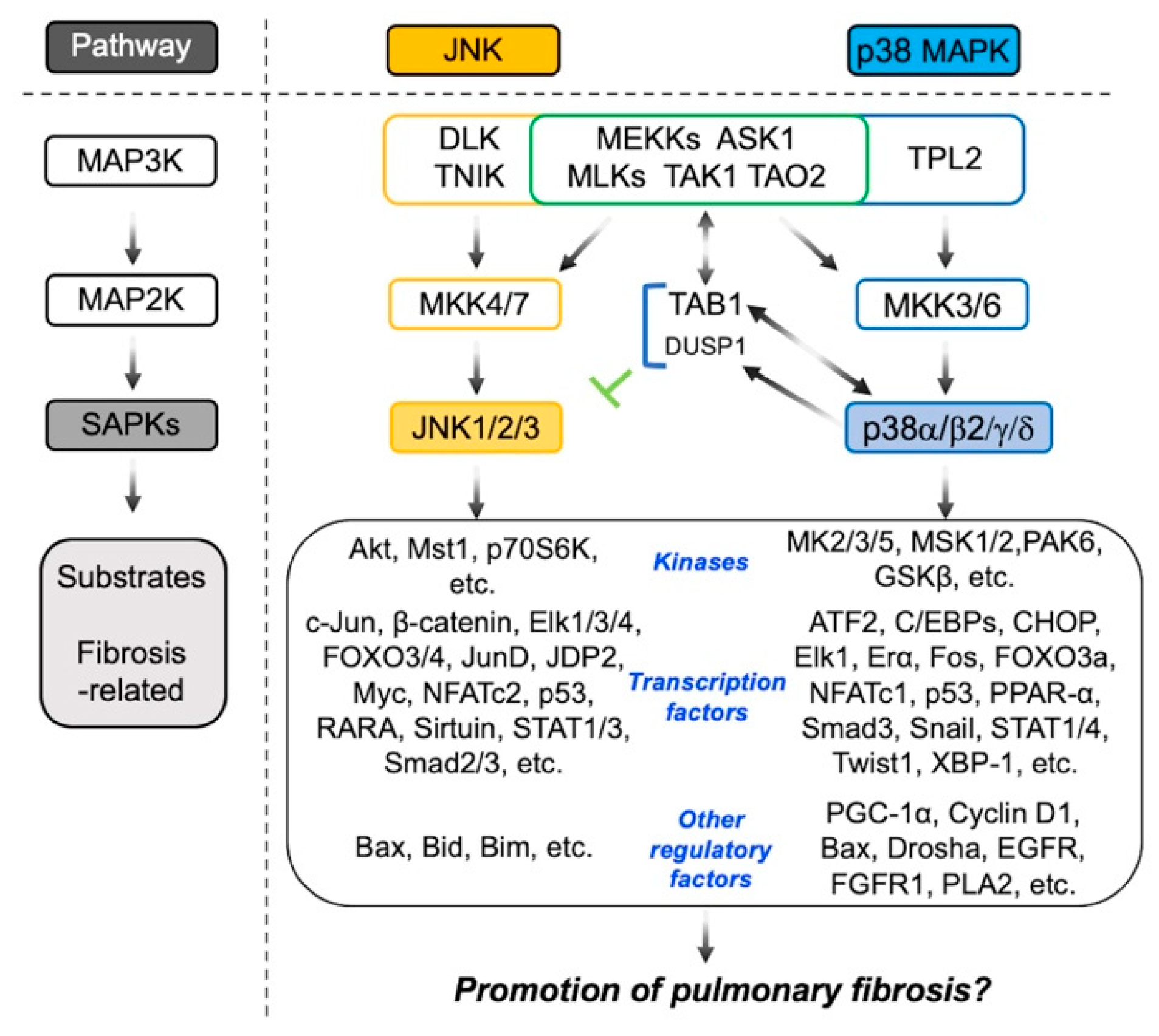 IJMS | Free Full-Text | Pathophysiological Roles of Stress-Activated ...