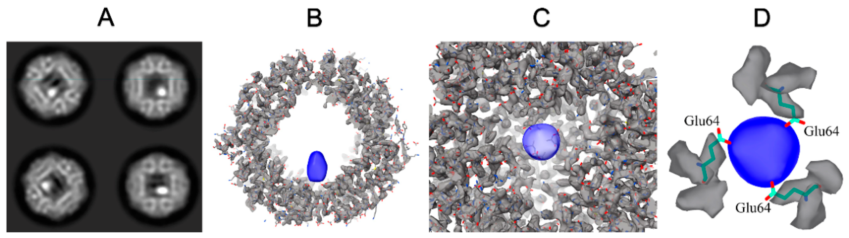 Ijms 22 06056 g005 Ijms 22 06056 g005