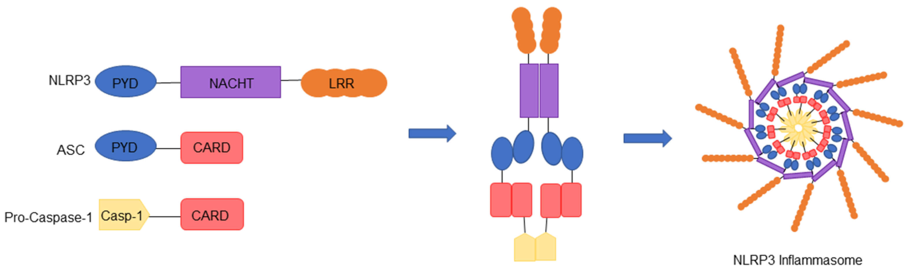 IJMS | Free Full-Text | Aberrant NLRP3 Inflammasome Activation Ignites the  Fire of Inflammation in Neuromuscular Diseases