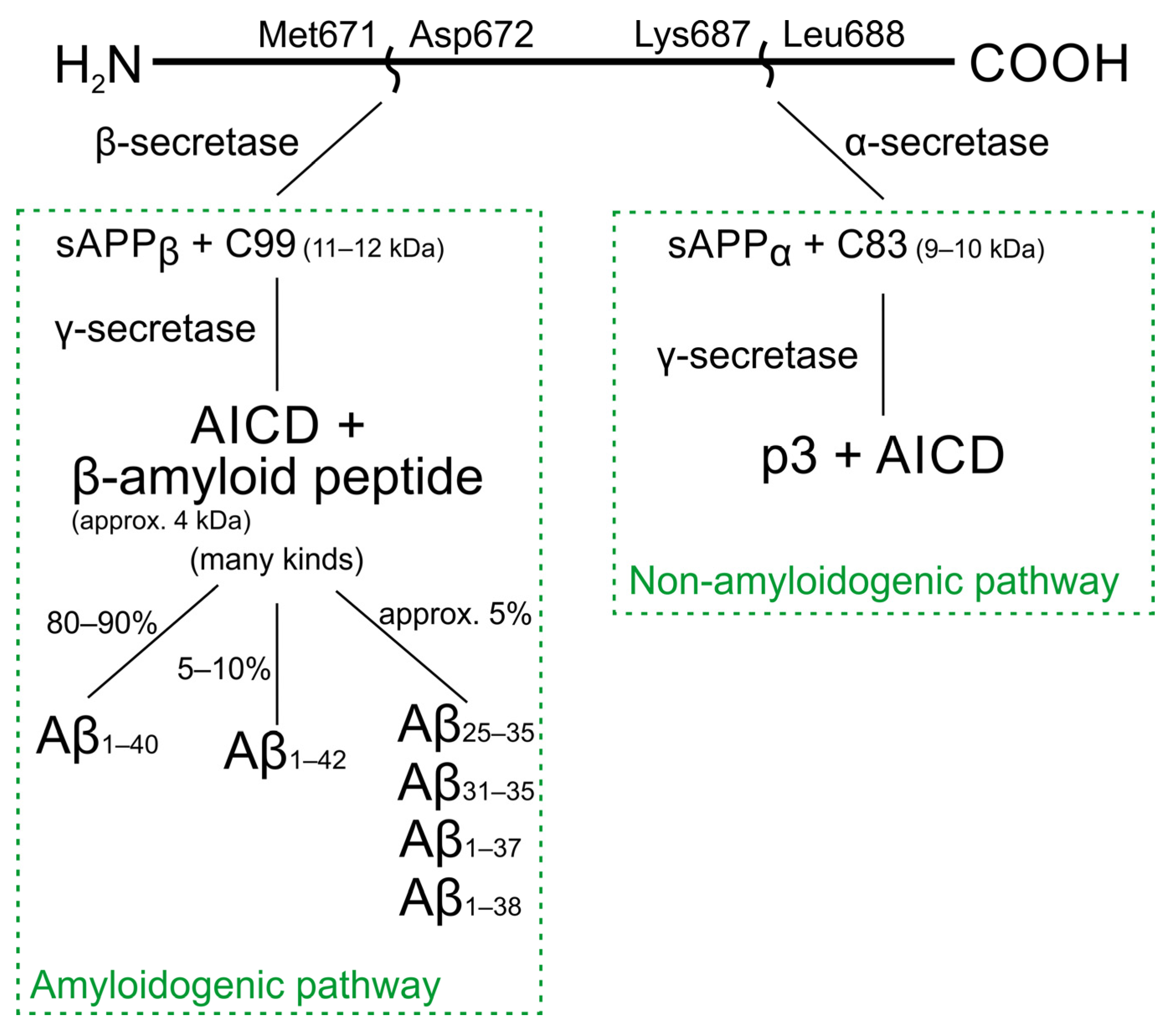 beta amyloid peptide