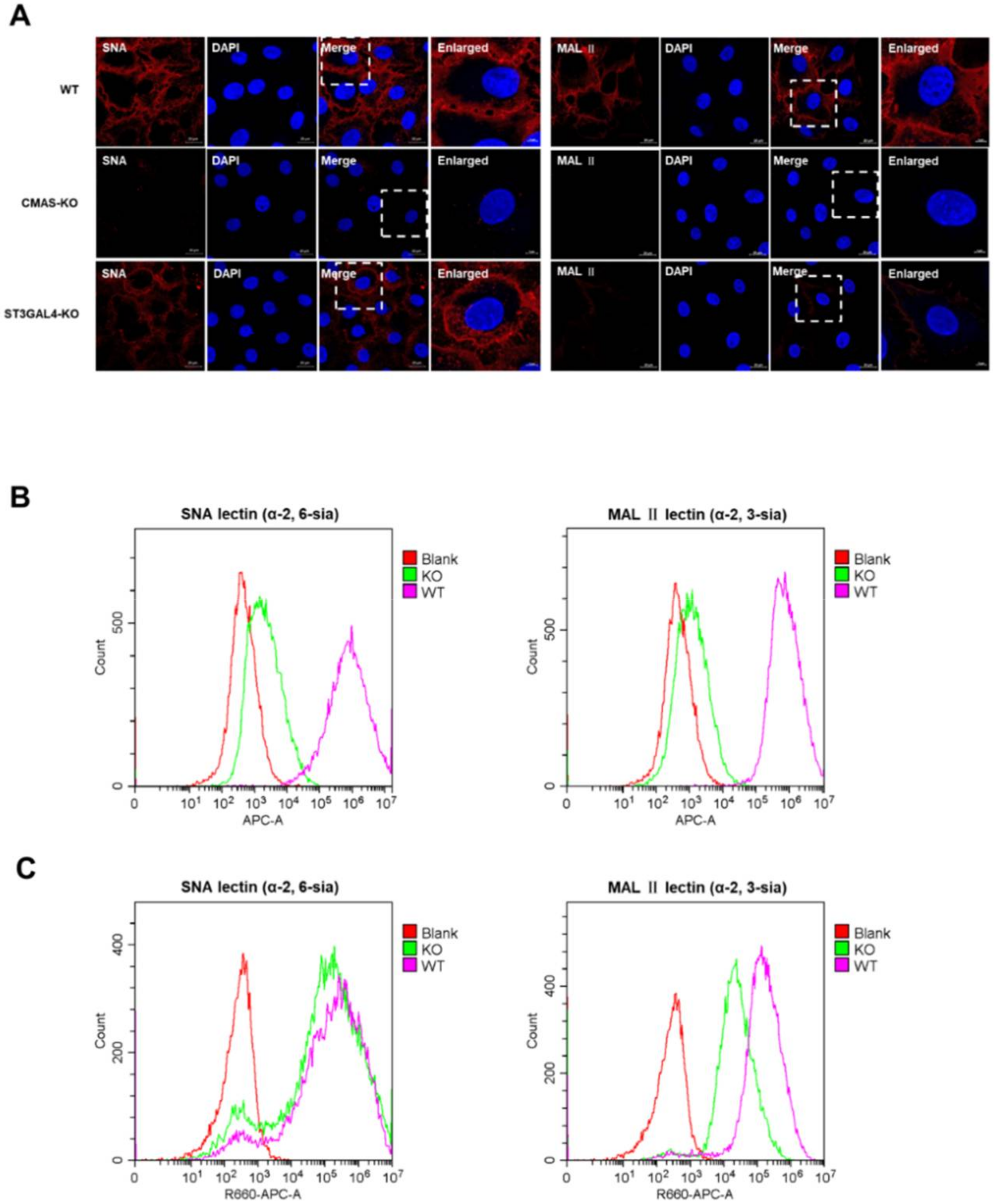 Ijms 22 06081 g005 Ijms 22 06081 g005