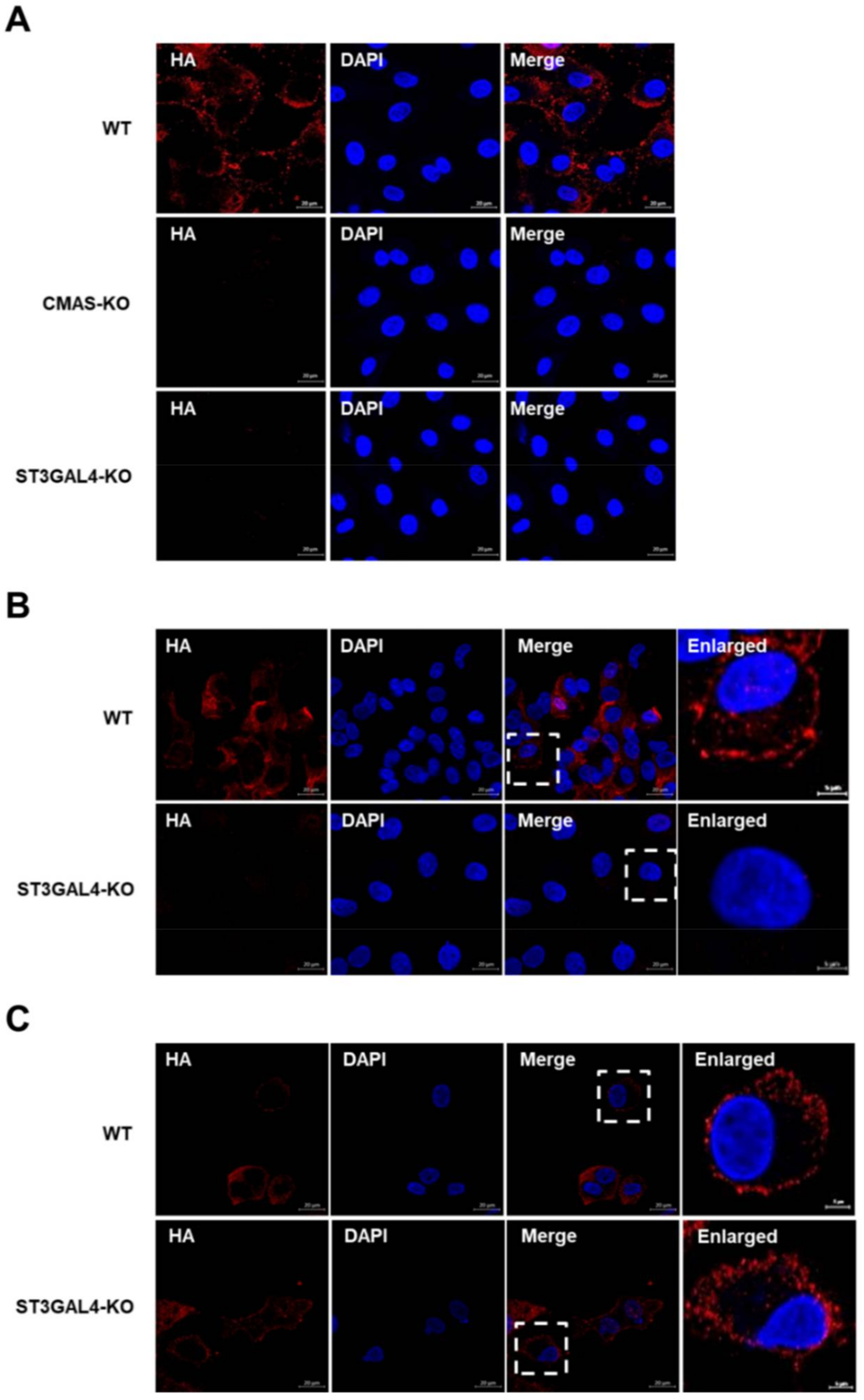 Ijms 22 06081 g006 Ijms 22 06081 g006