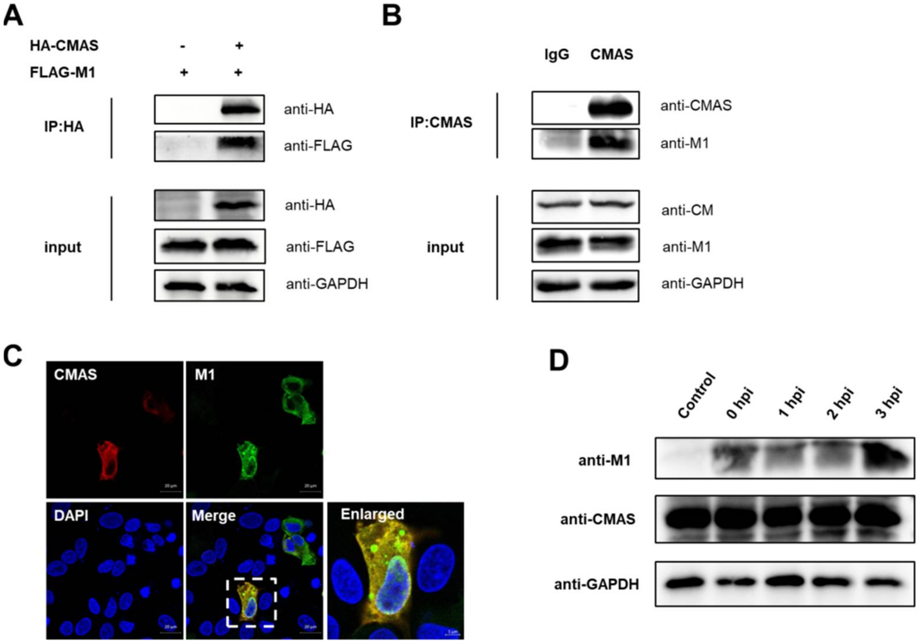 Ijms 22 06081 g007 Ijms 22 06081 g007