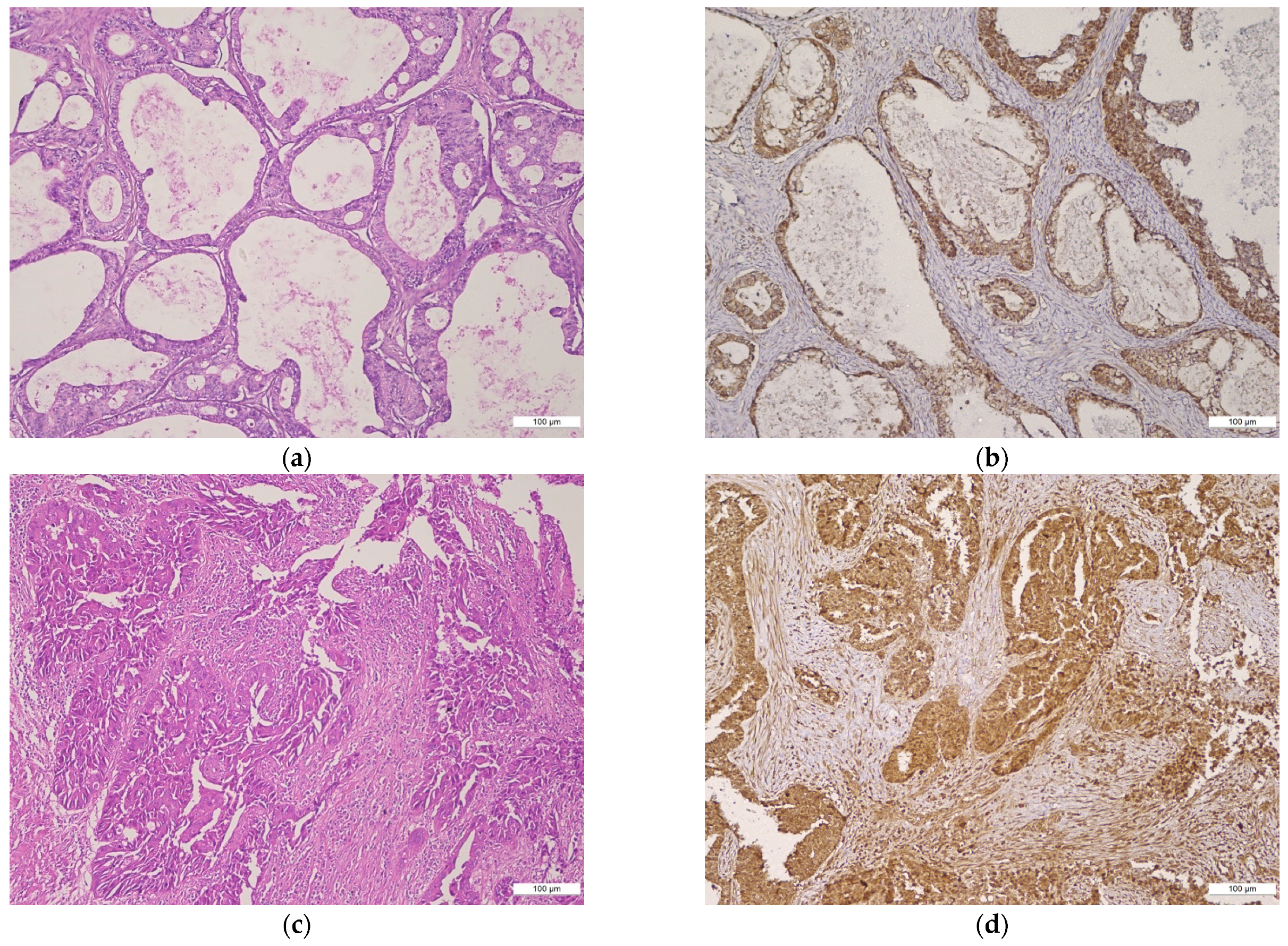 Ijms 22 06082 g002a Ijms 22 06082 g002a