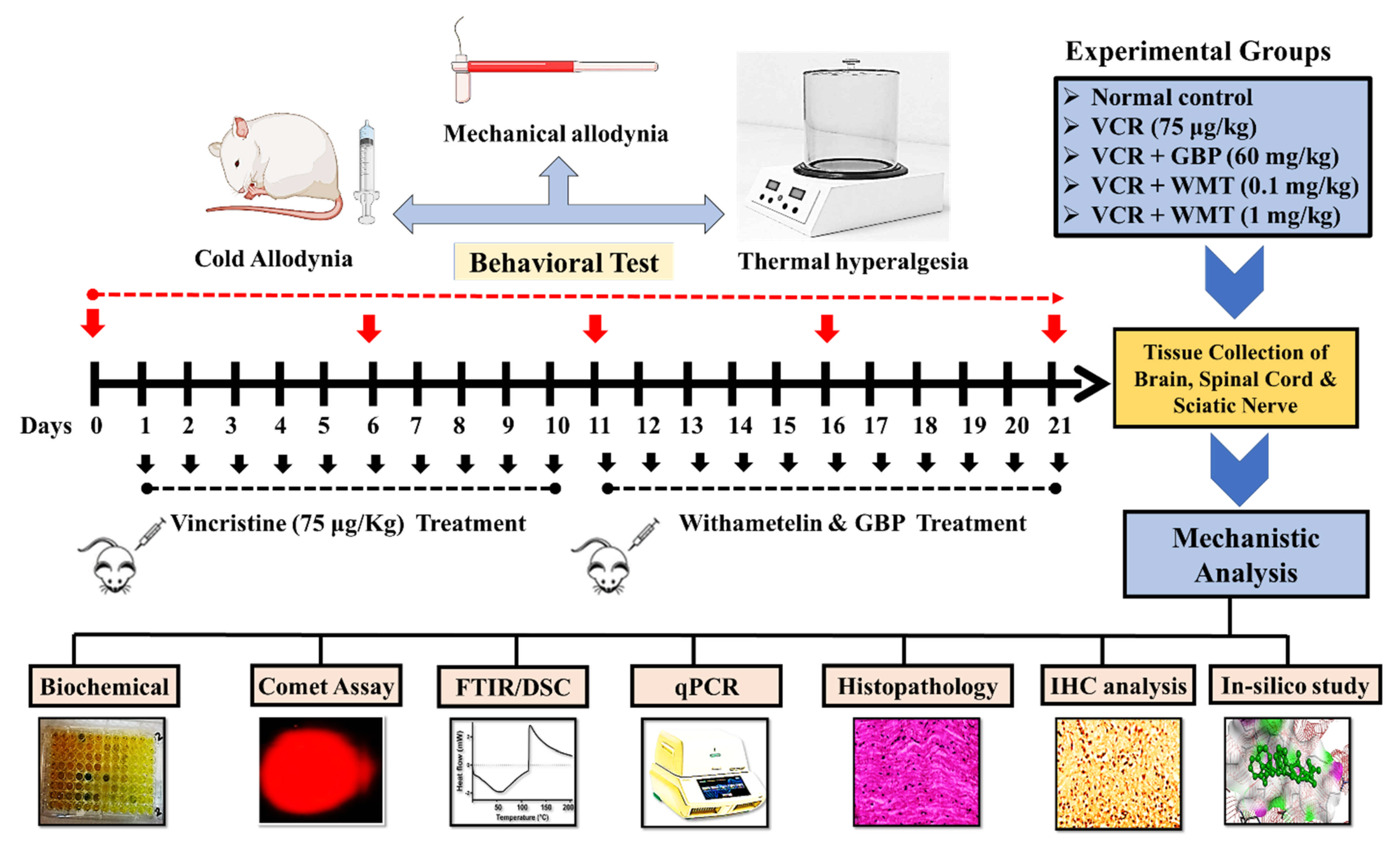 Hot/Cold Plate - Screening of Thermal Hyperalgesia/Allodynia