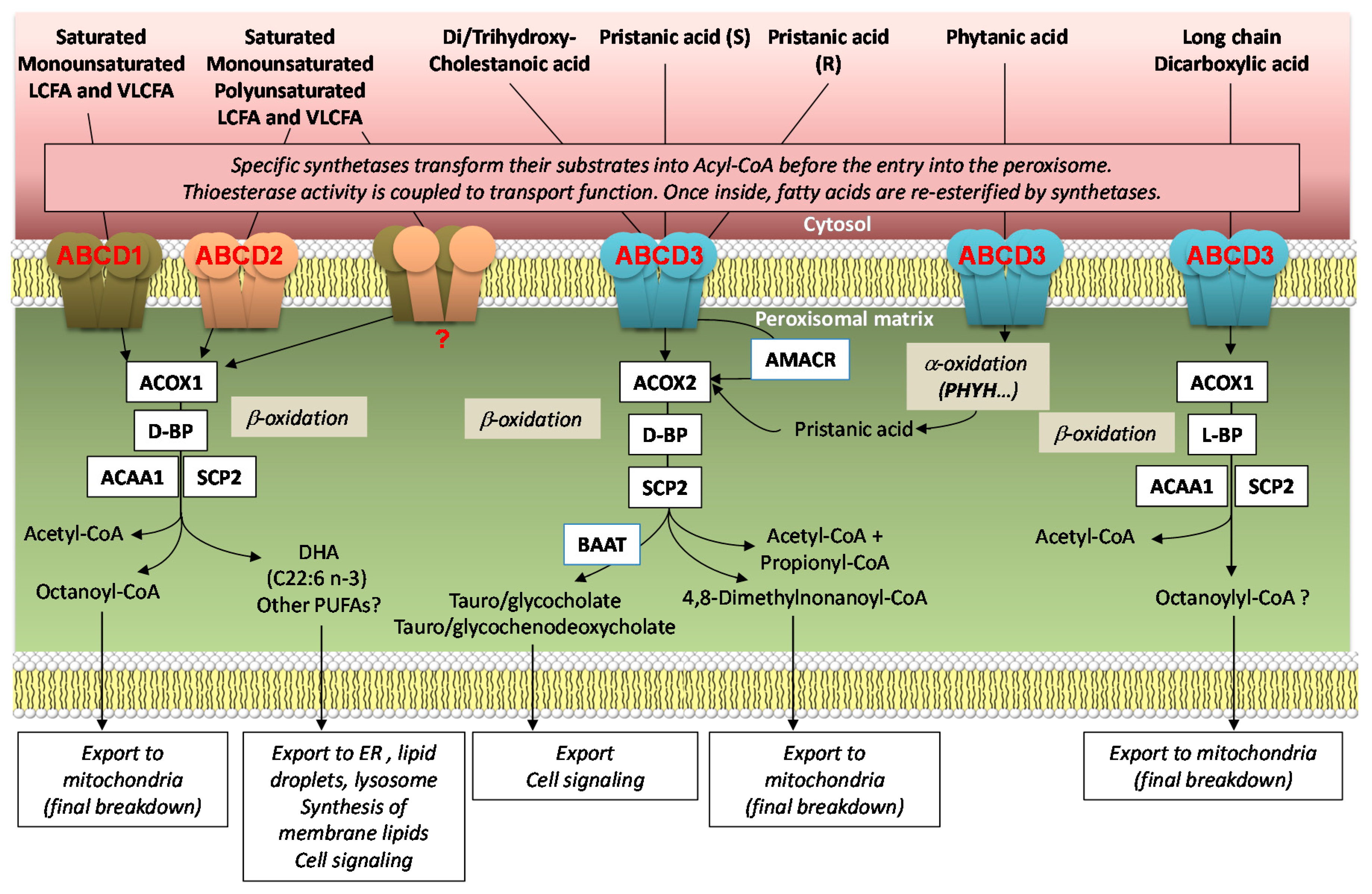 Ijms 22 06093 g001 Ijms 22 06093 g001