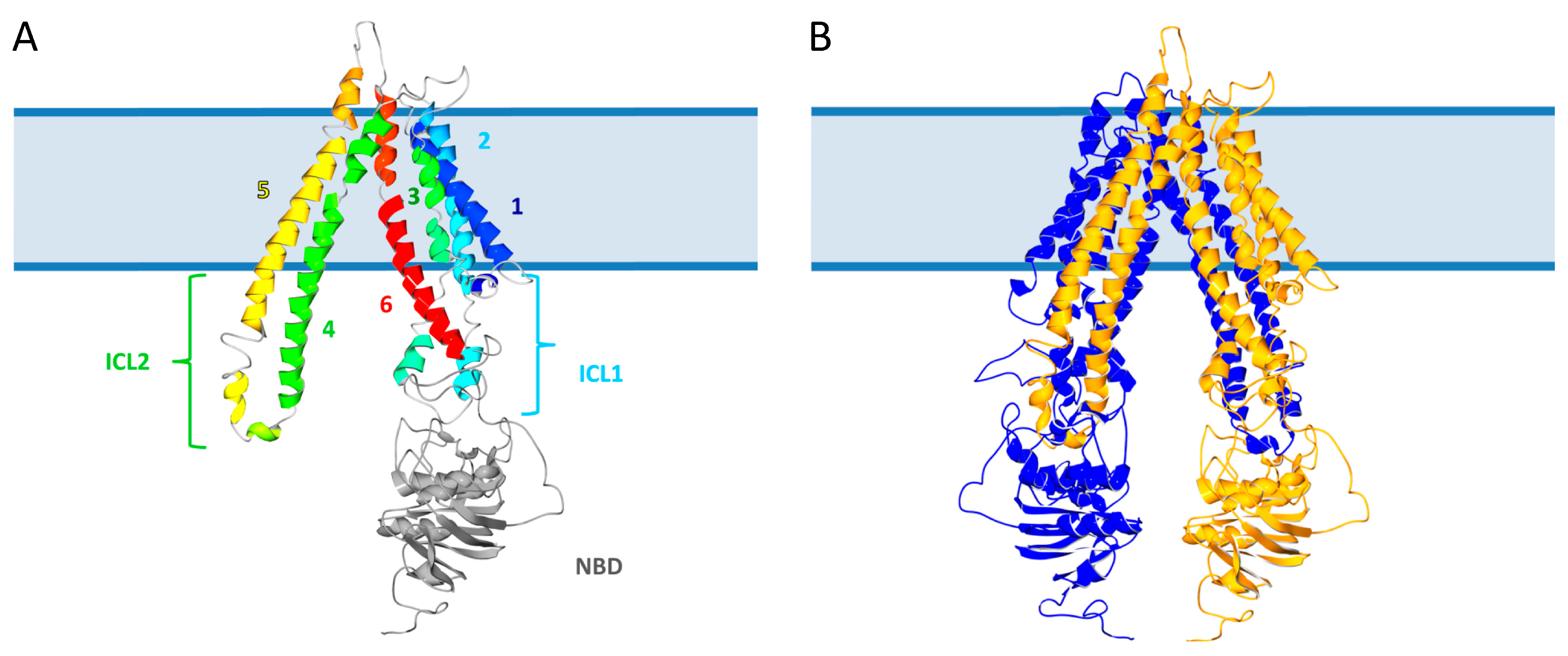 Ijms 22 06093 g002 Ijms 22 06093 g002