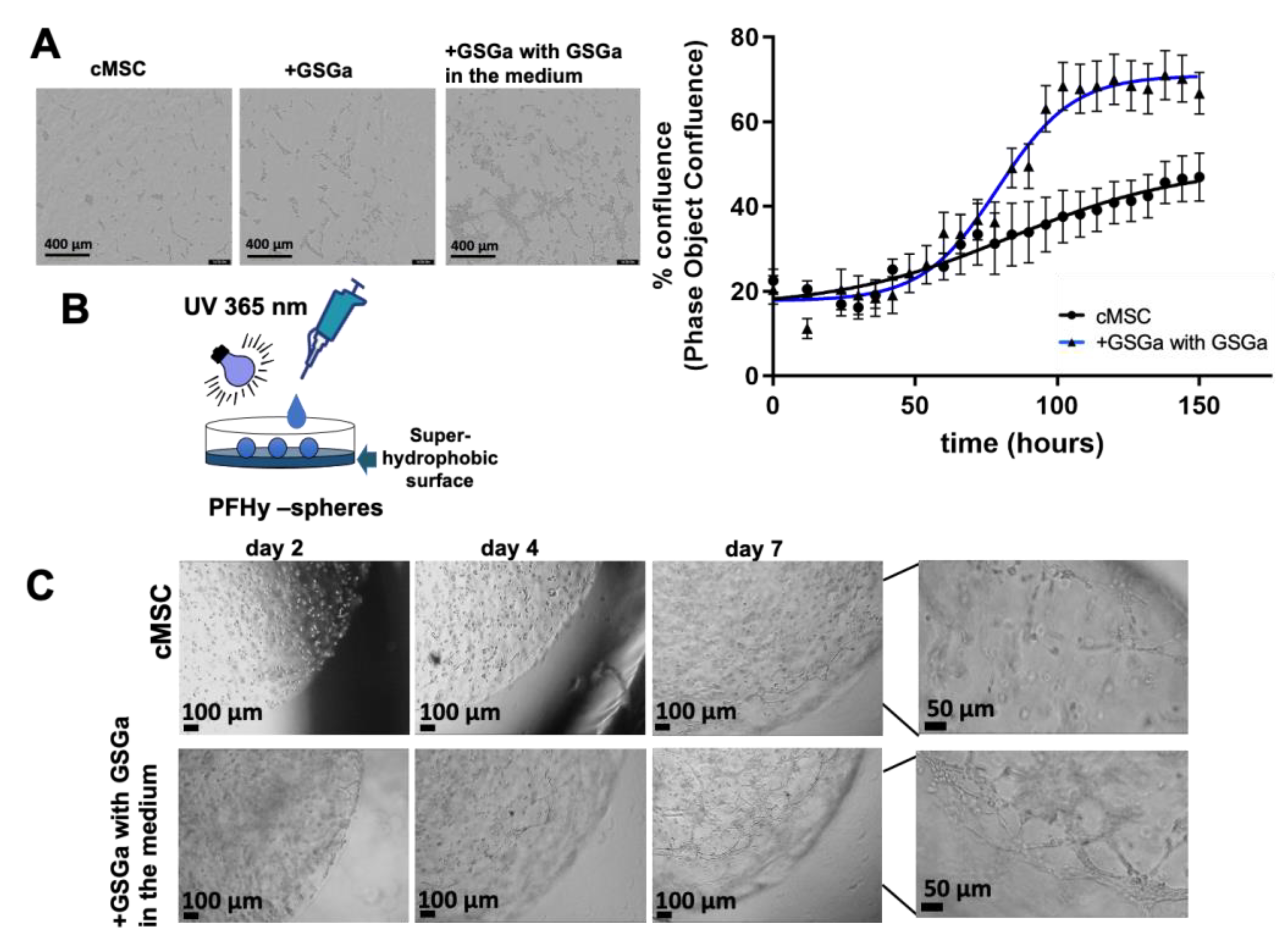 Ijms Free Full Text Photo Polymerization Damage Protection By Hydrogen Sulfide Donors For 3d Cell Culture Systems Optimization Html