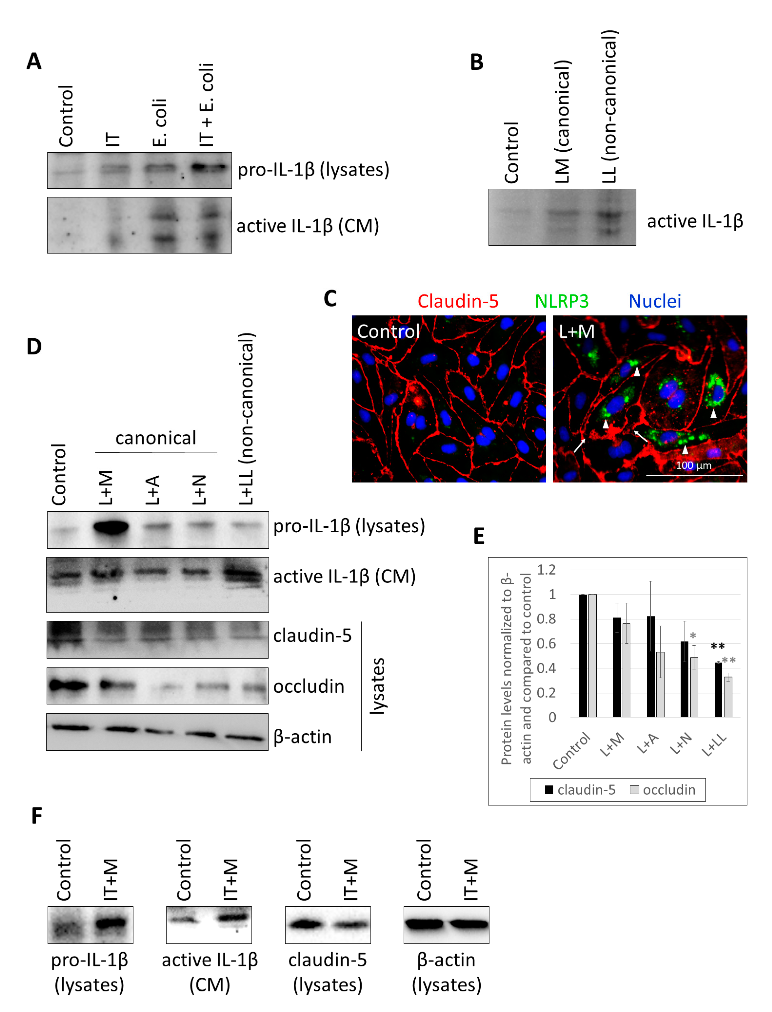 Ijms 22 06122 g001 Ijms 22 06122 g001