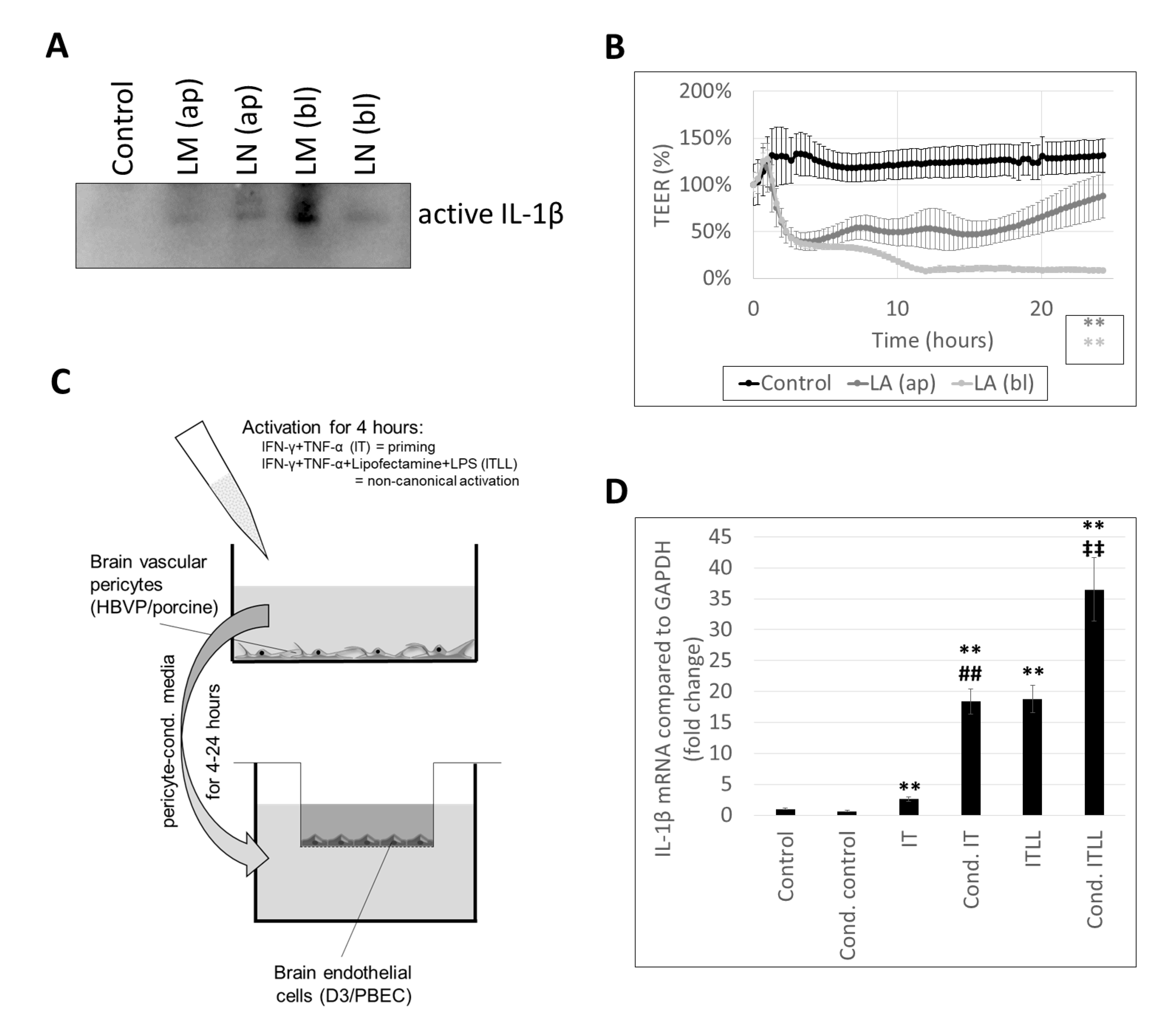 Ijms 22 06122 g002 Ijms 22 06122 g002