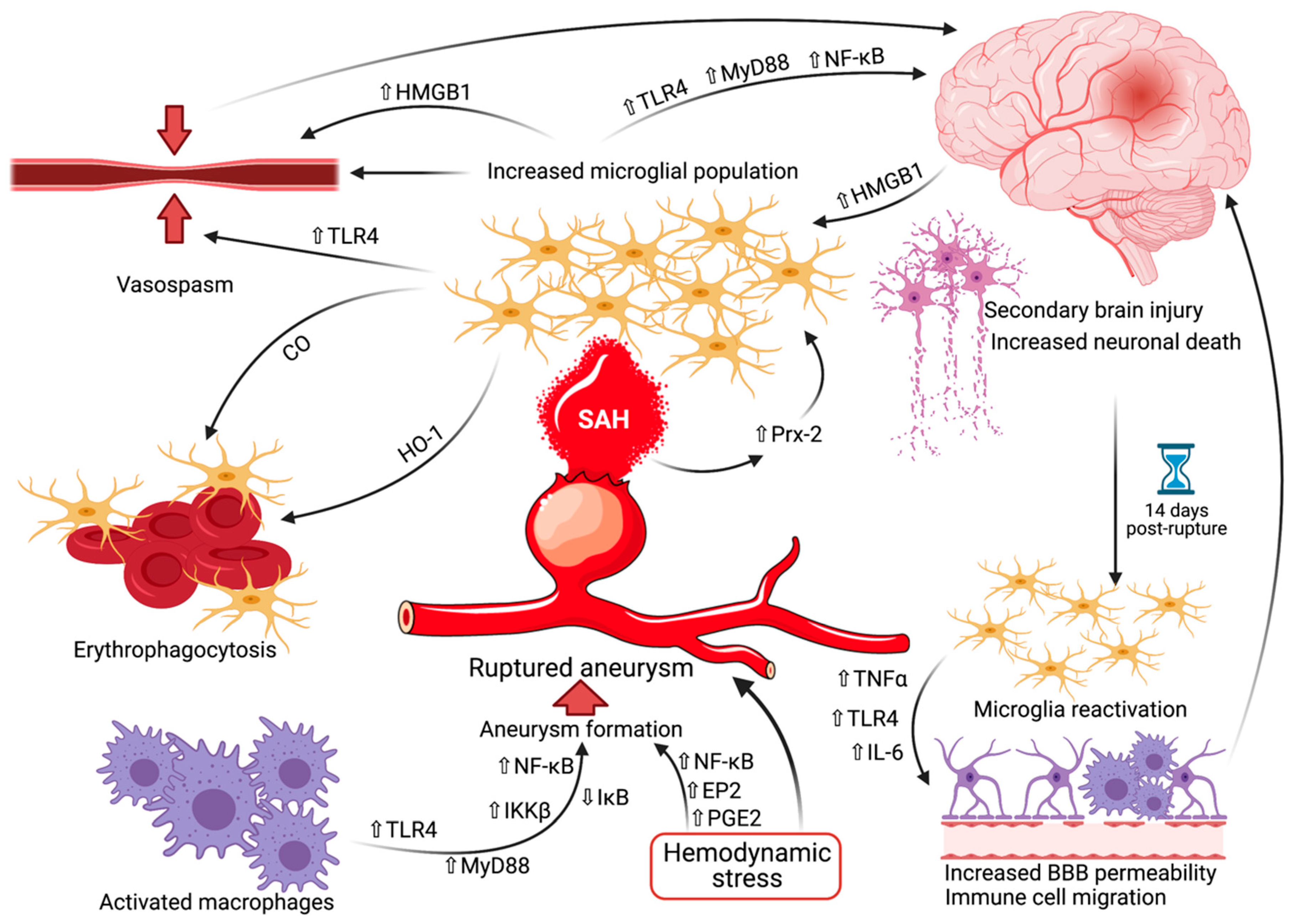 Ijms 22 06141 g003 Ijms 22 06141 g003