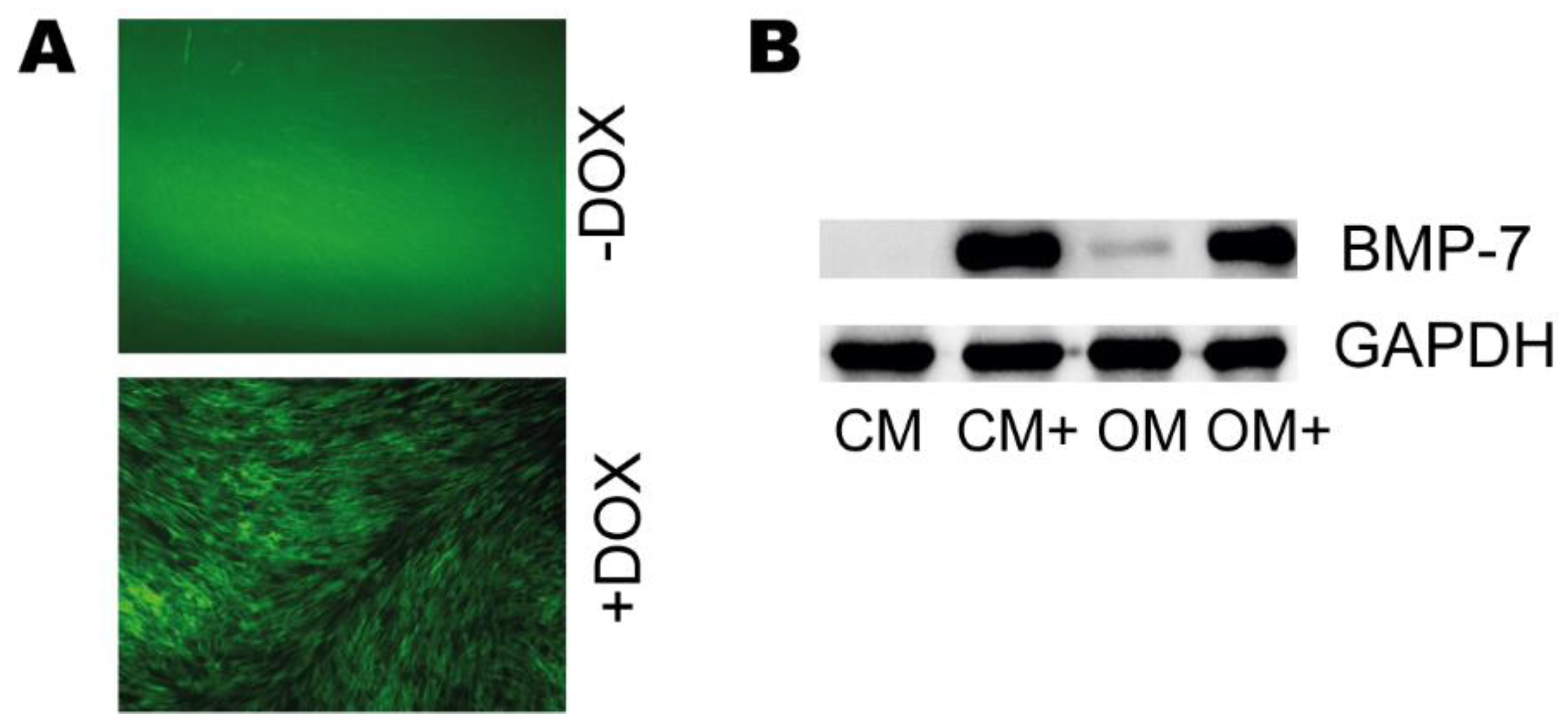 D-PSC-DS-23 Zertifikatsdemo