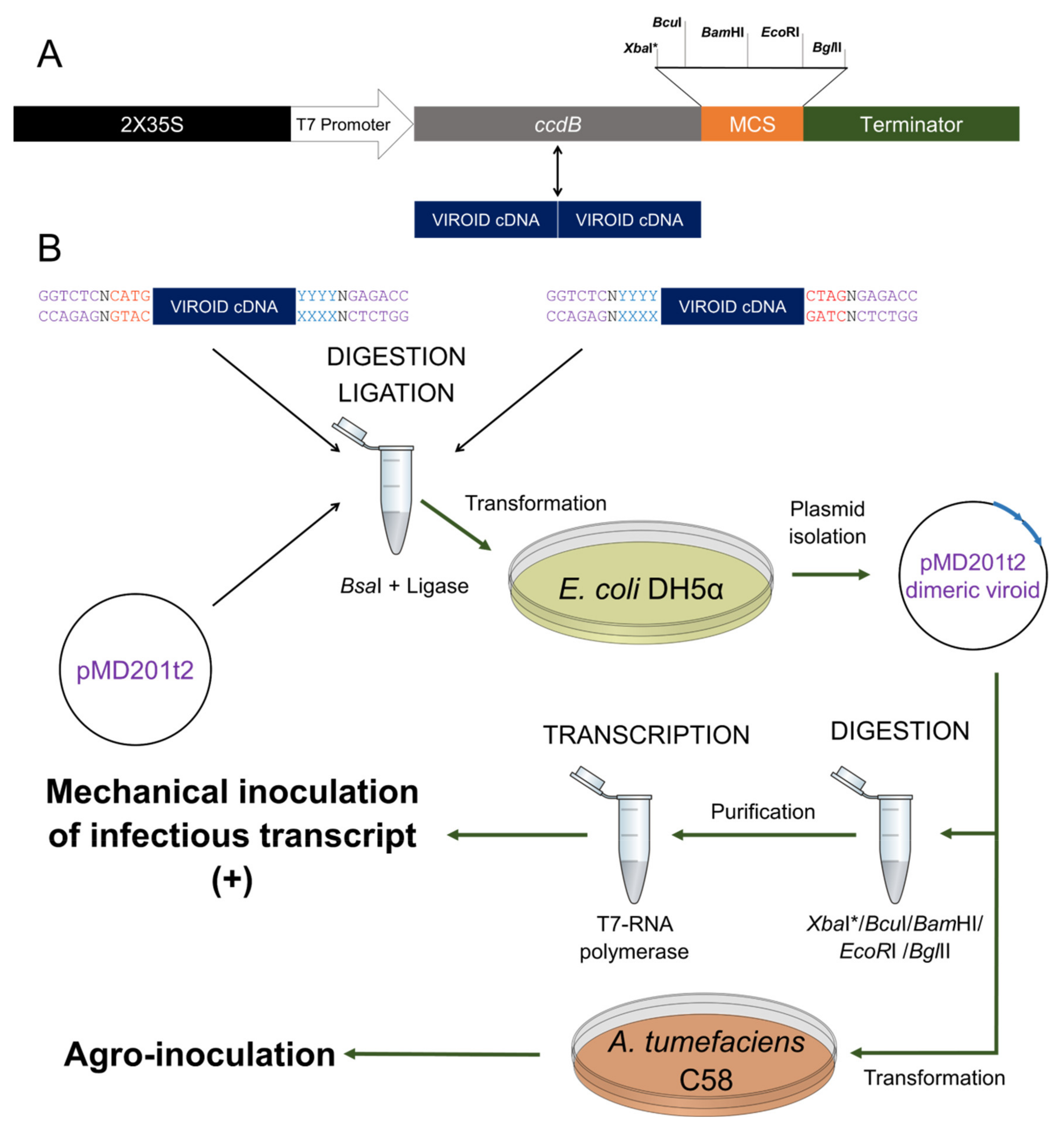 IJMS | Free Full-Text | Symptom Severity, Infection Progression and Plant  Responses in Solanum Plants Caused by Three Pospiviroids Vary with the  Inoculation Procedure