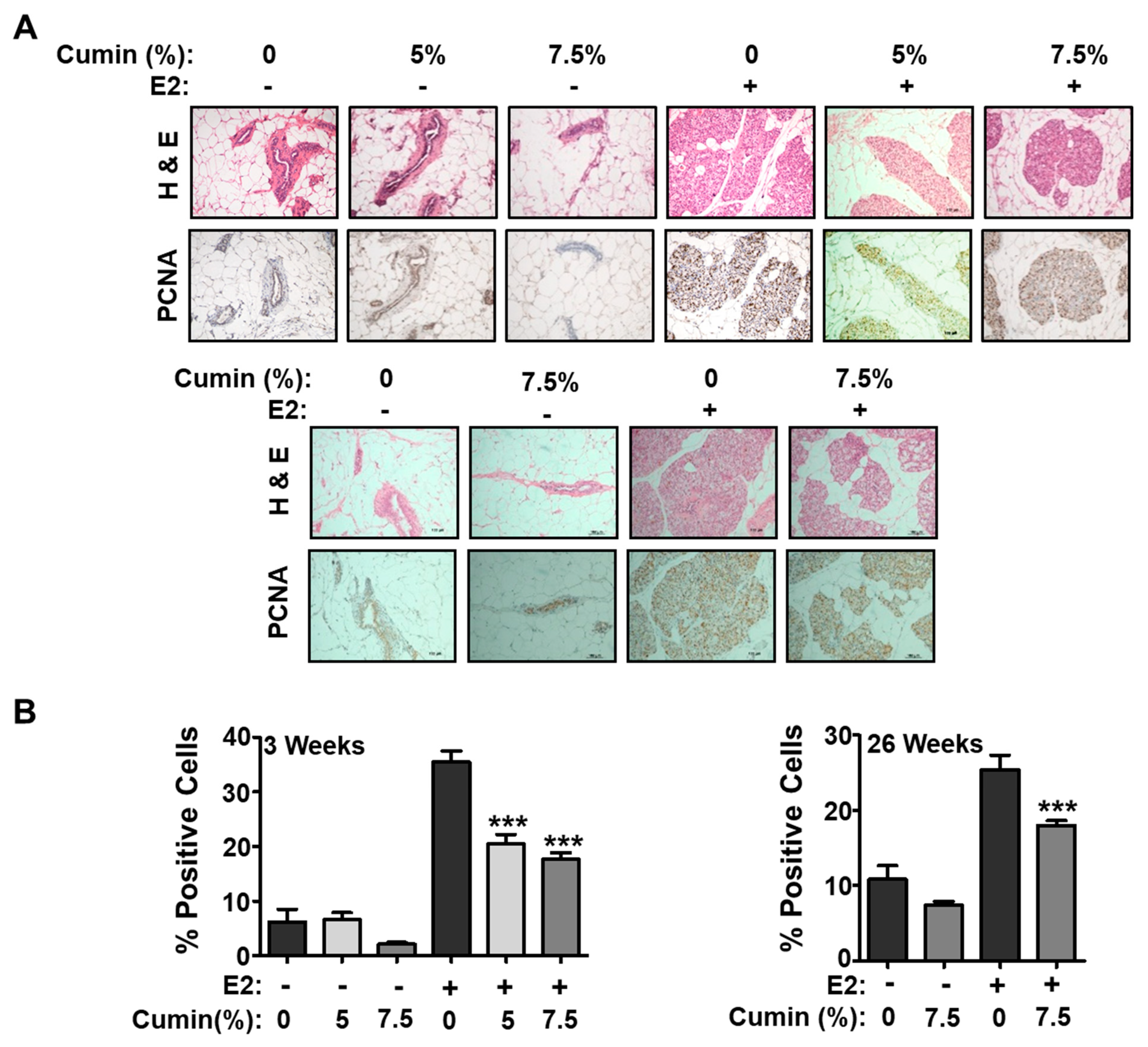 Ijms 22 06194 g003 Ijms 22 06194 g003