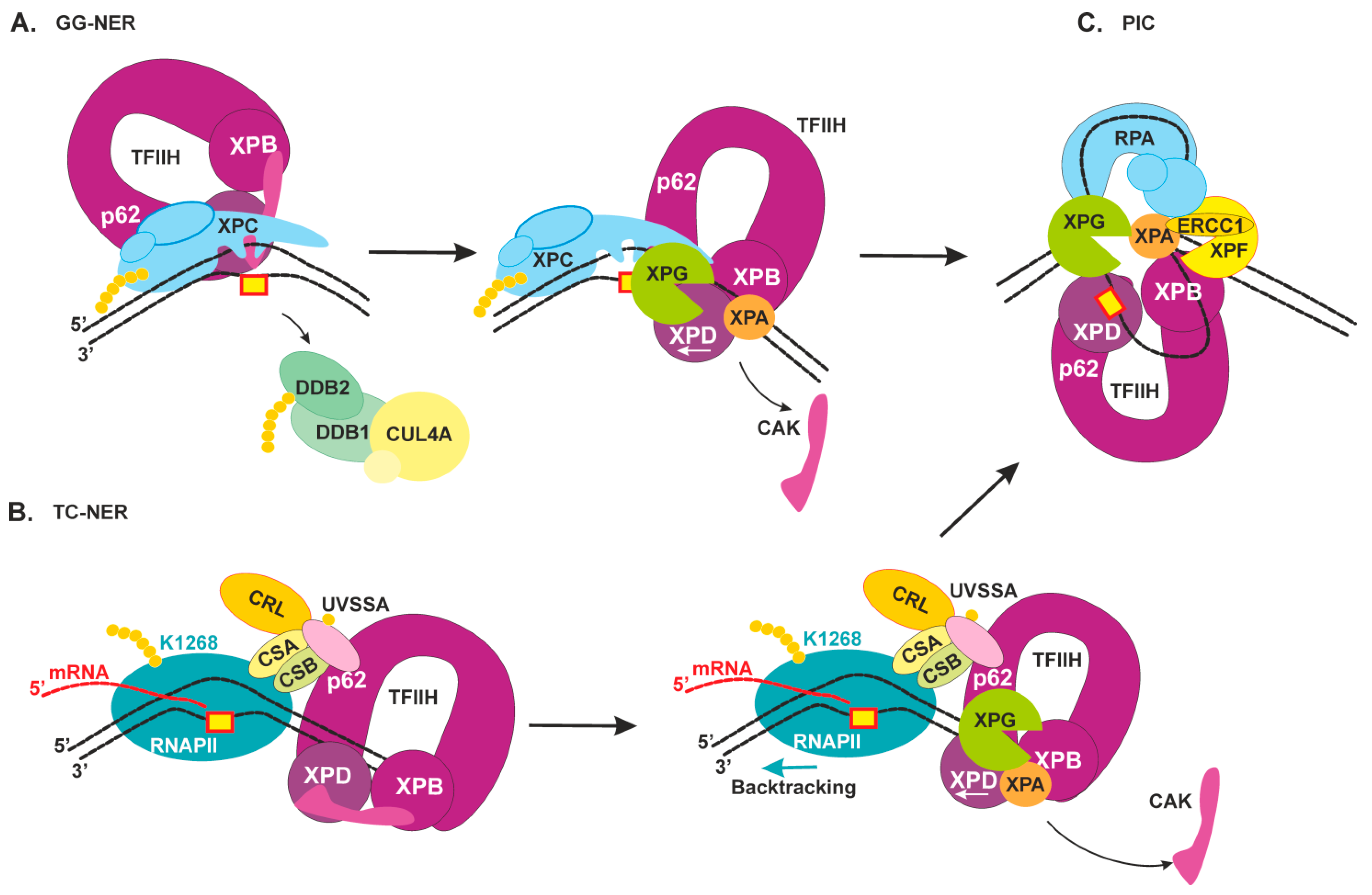 Ijms Free Full Text Nucleotide Excision Repair From Molecular Defects To Neurological Abnormalities Html