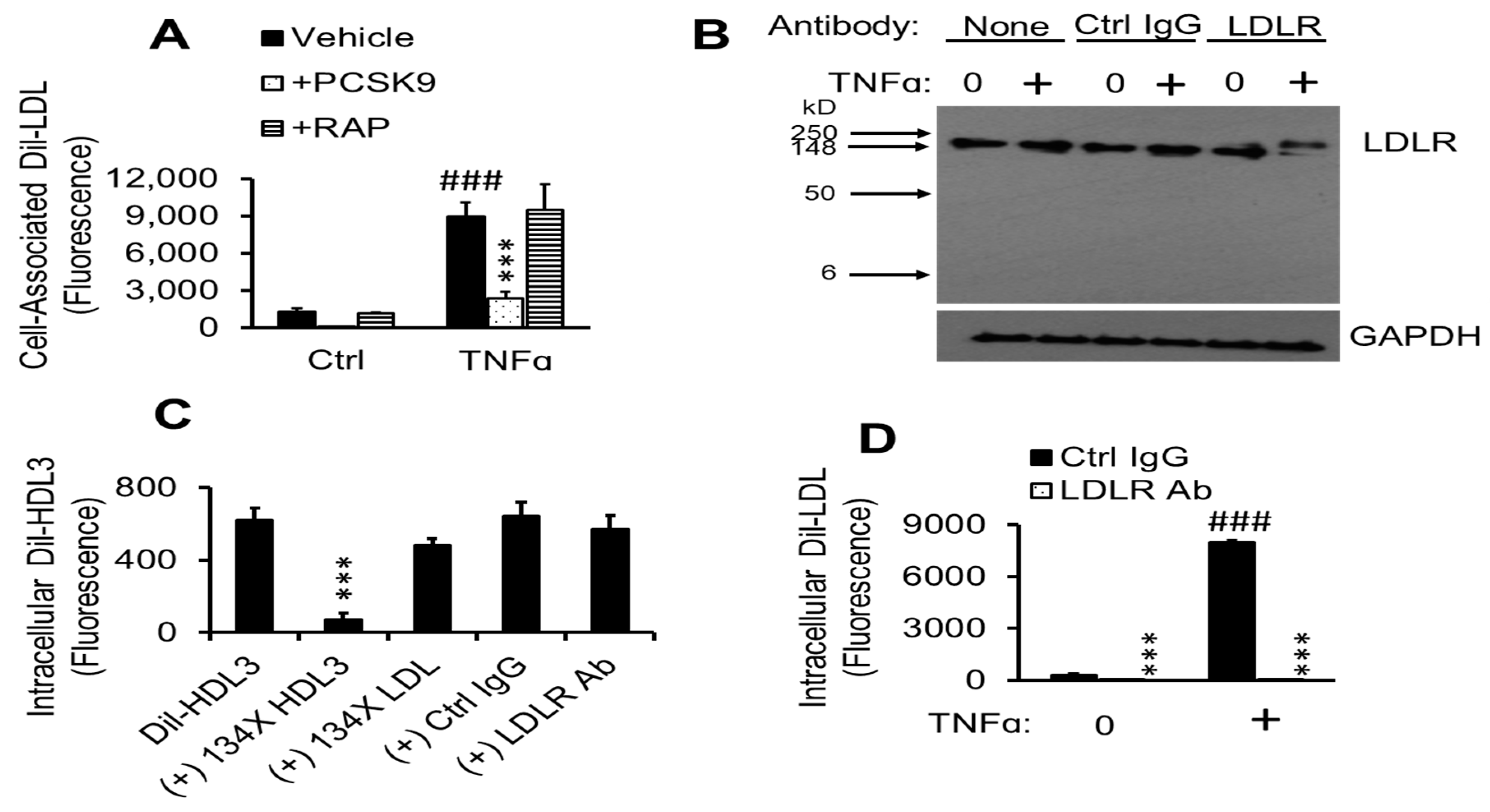 Ijms Free Full Text Tnfa Induced Ldl Cholesterol Accumulation Involve Elevated Ldlr Cell Surface Levels And Sr B1 Downregulation In Human Arterial Endothelial Cells