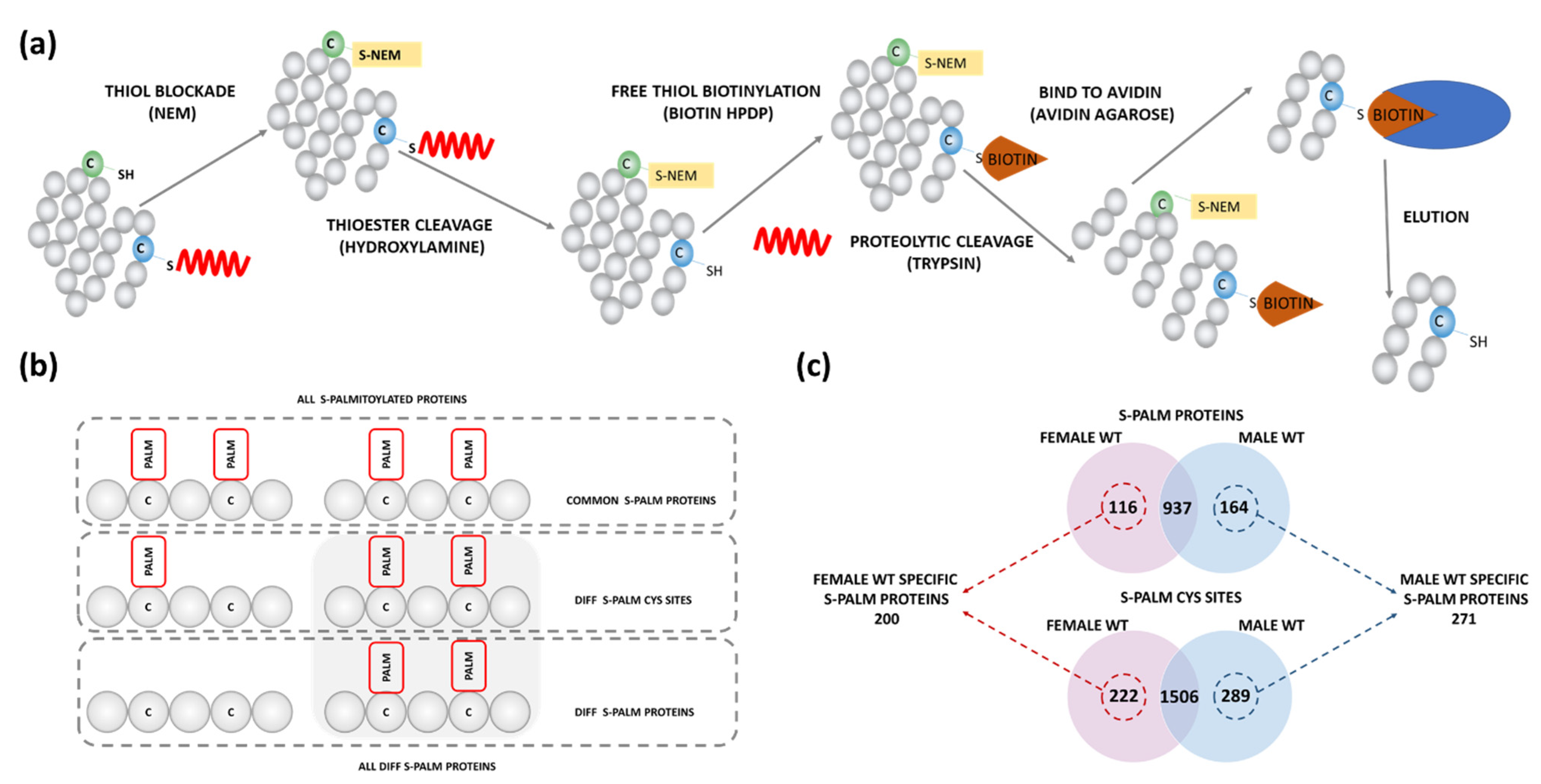 Ijms Free Full Text S Palmitoylation Of Synaptic Proteins As A 0806