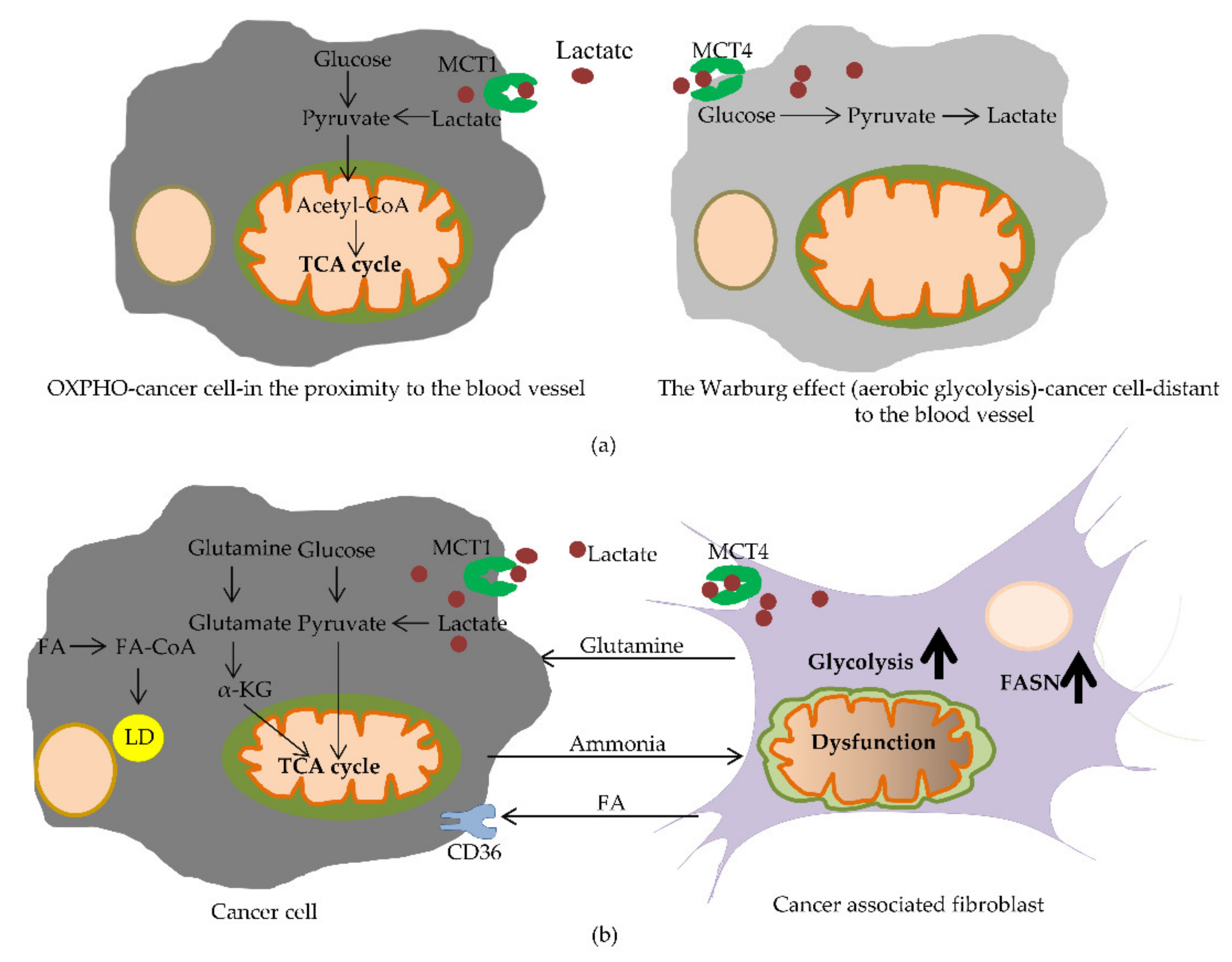 IJMS | Free Full-Text | Metabolic Reprogramming Of Colorectal Cancer ...