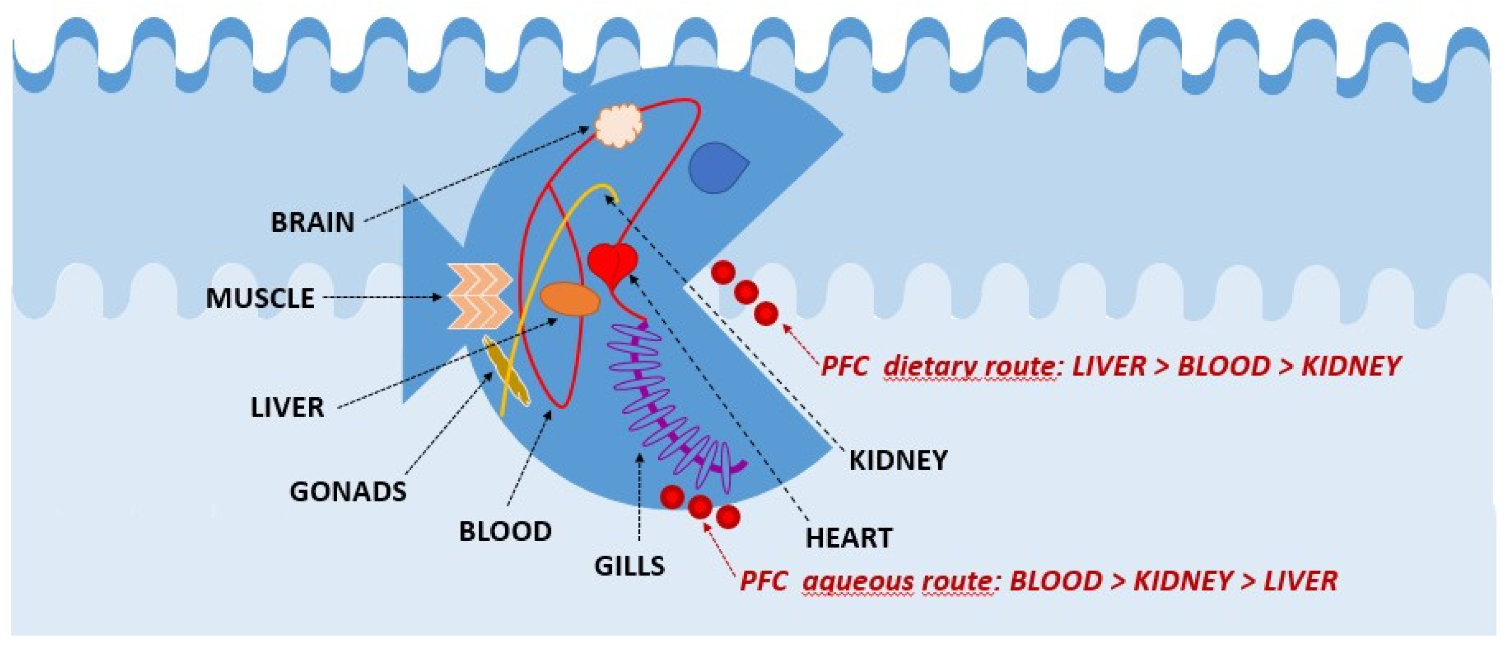 Ijms 22 06276 g002 Ijms 22 06276 g002