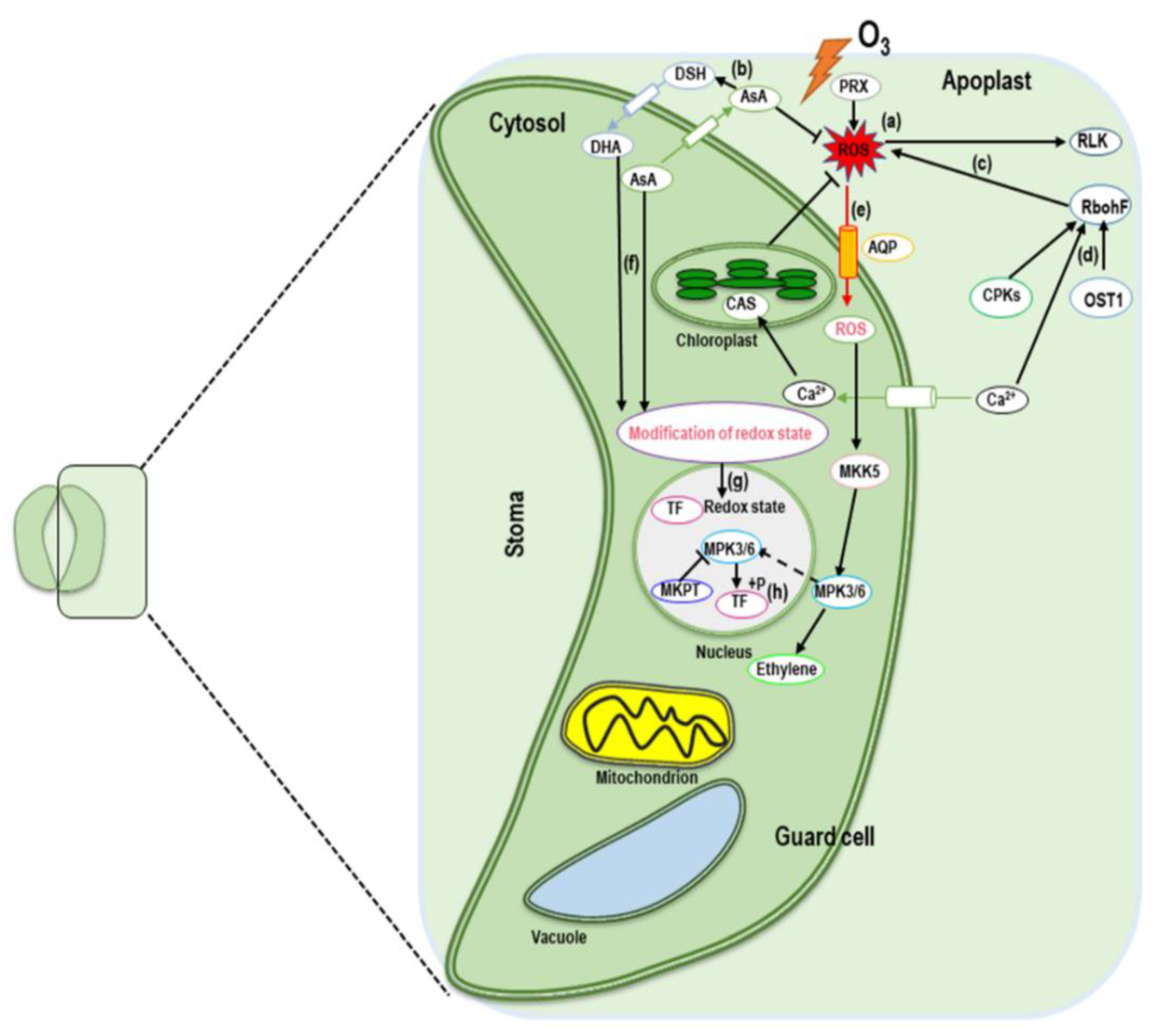 Ijms 22 06304 g001 Ijms 22 06304 g001