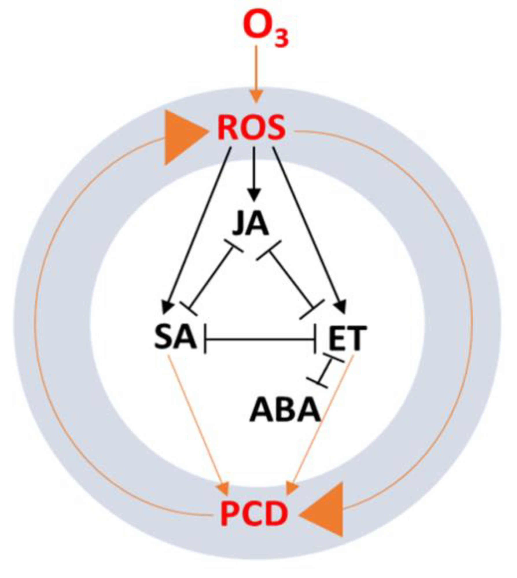 Ijms 22 06304 g003 Ijms 22 06304 g003