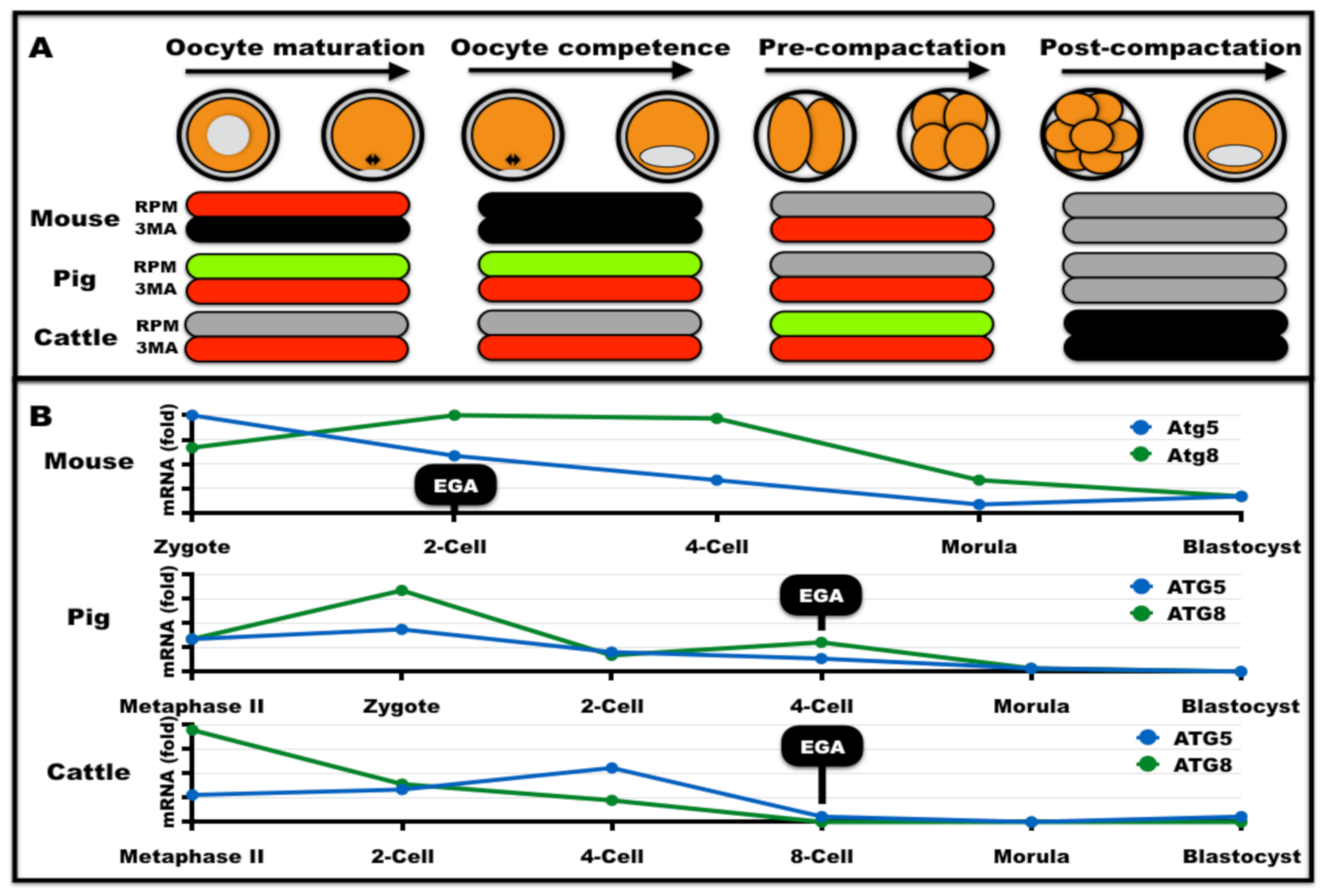 IJMS | Free Full-Text | Contextualizing Autophagy during 