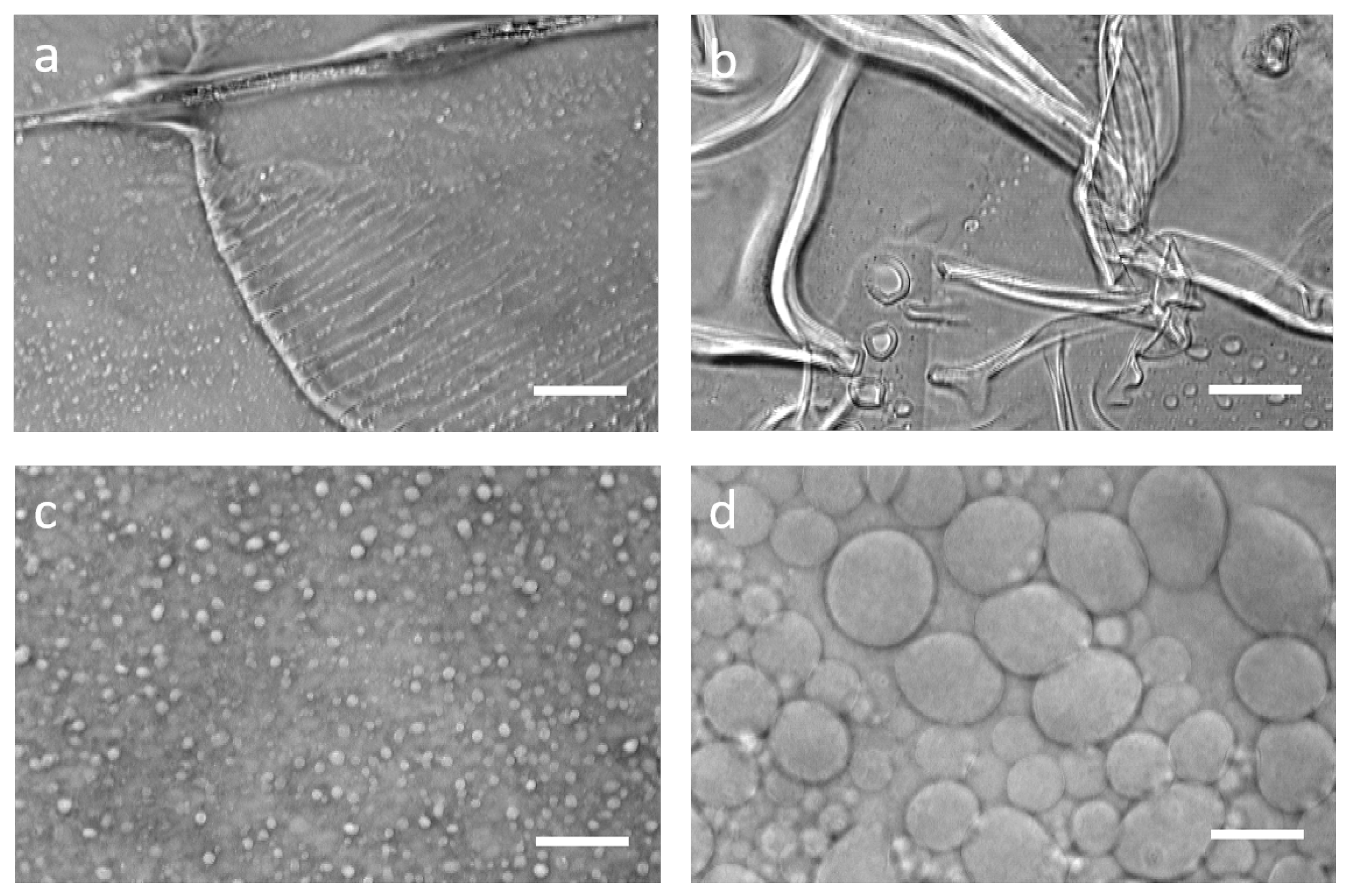 Ijms 22 06335 g002 Ijms 22 06335 g002