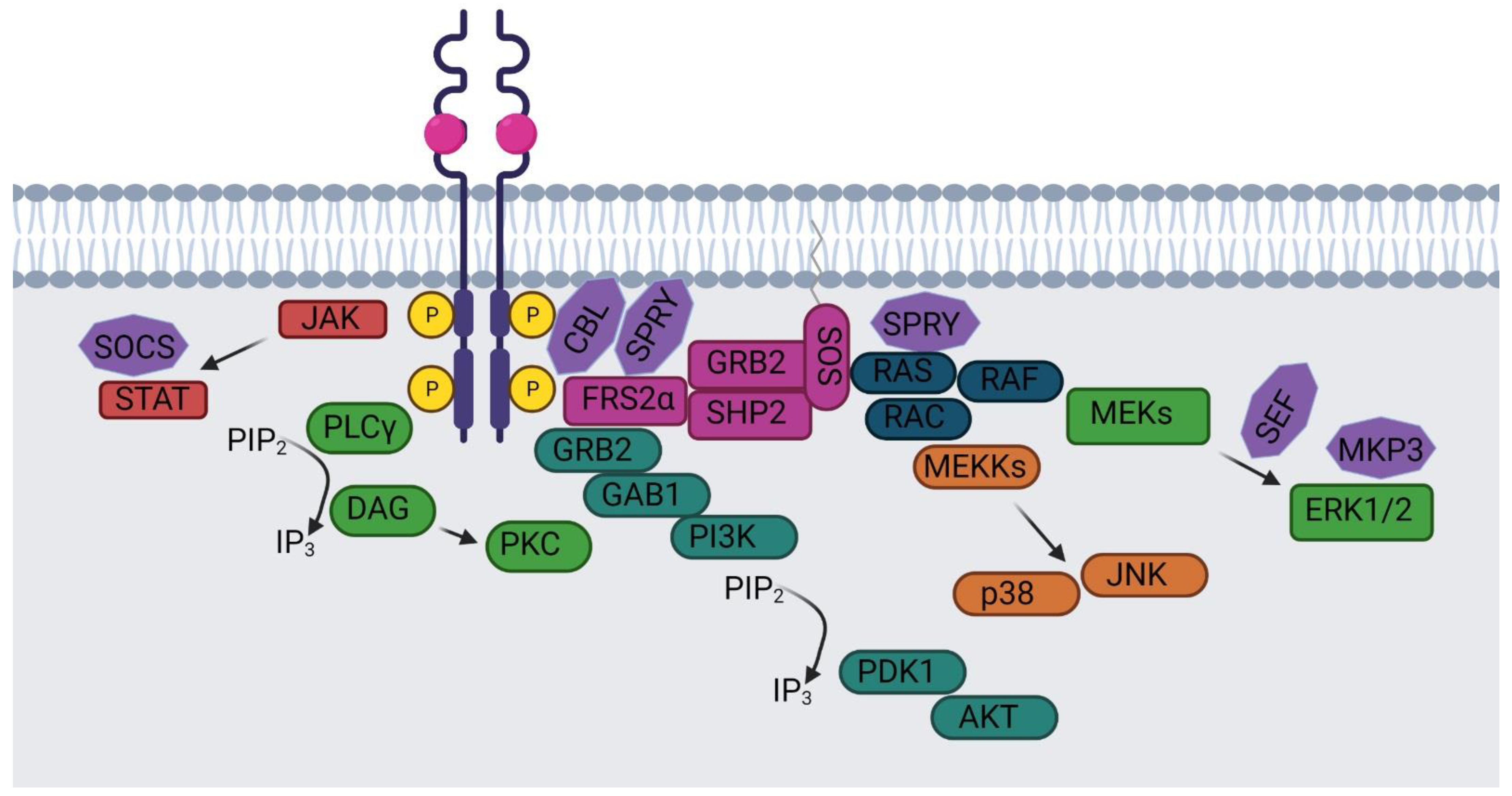 Ijms 22 06342 g002 Ijms 22 06342 g002