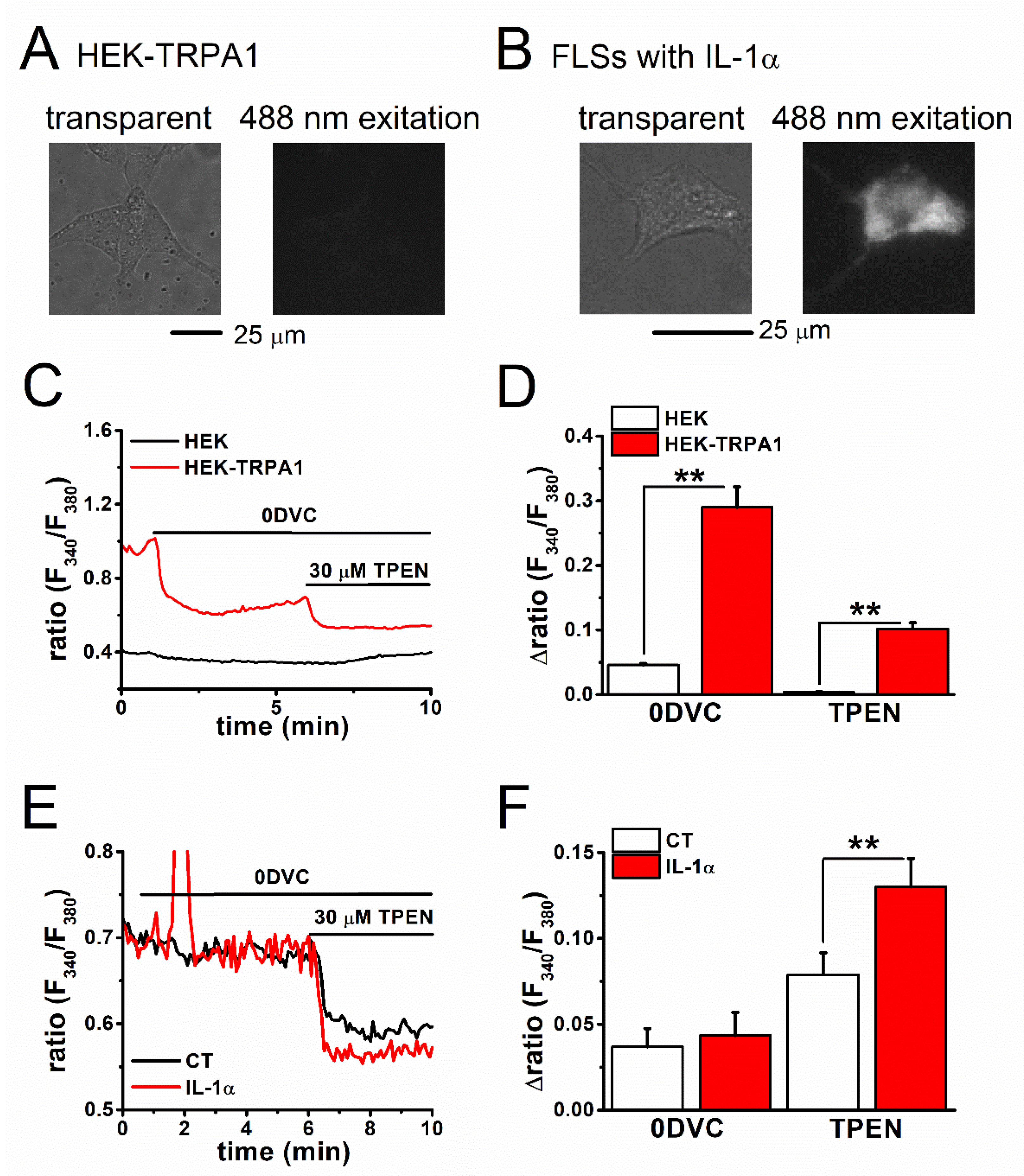 Ijms Free Full Text Hif 1a Dependent Upregulation Of Zip8 Zip14 And Trpa1 Modify Intracellular Zn2 Accumulation In Inflammatory Synoviocytes Html