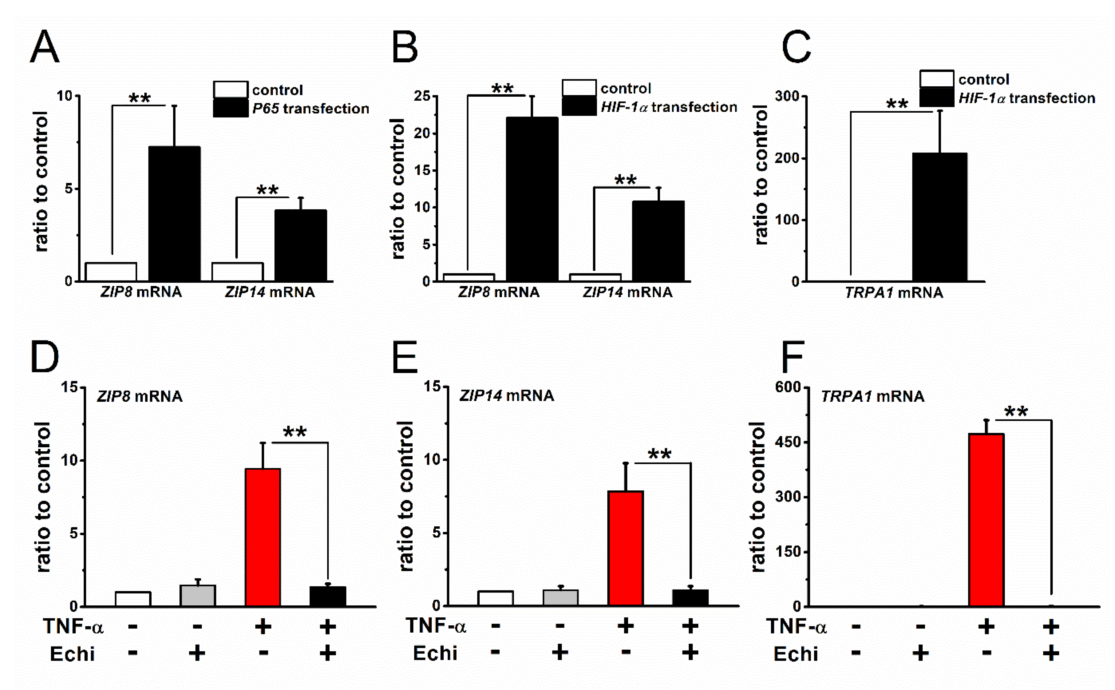 Ijms Free Full Text Hif 1a Dependent Upregulation Of Zip8 Zip14 And Trpa1 Modify Intracellular Zn2 Accumulation In Inflammatory Synoviocytes Html